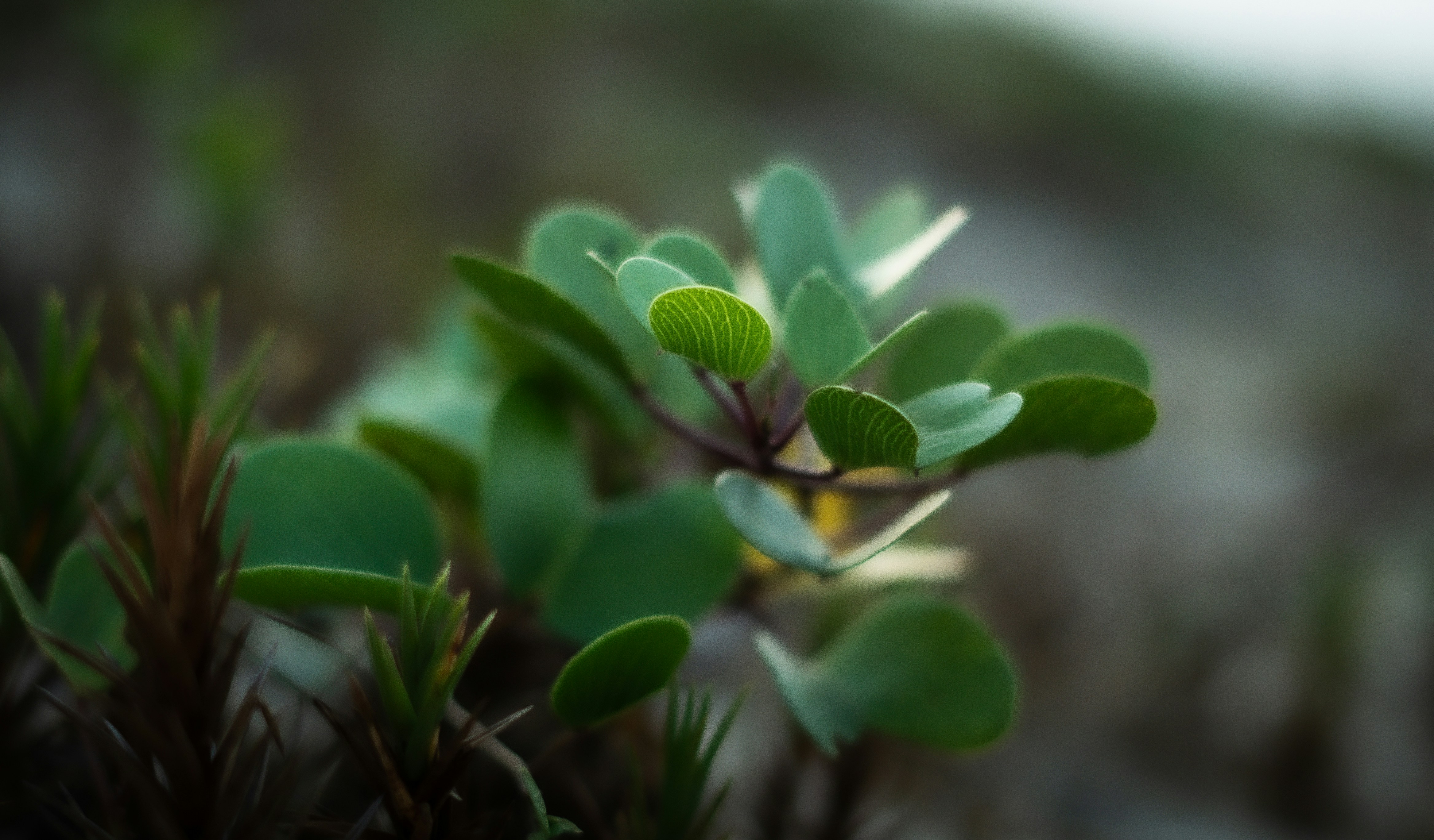Climate-Resilient Botanicals: How Indigenous Wisdom Is Saving Medicine