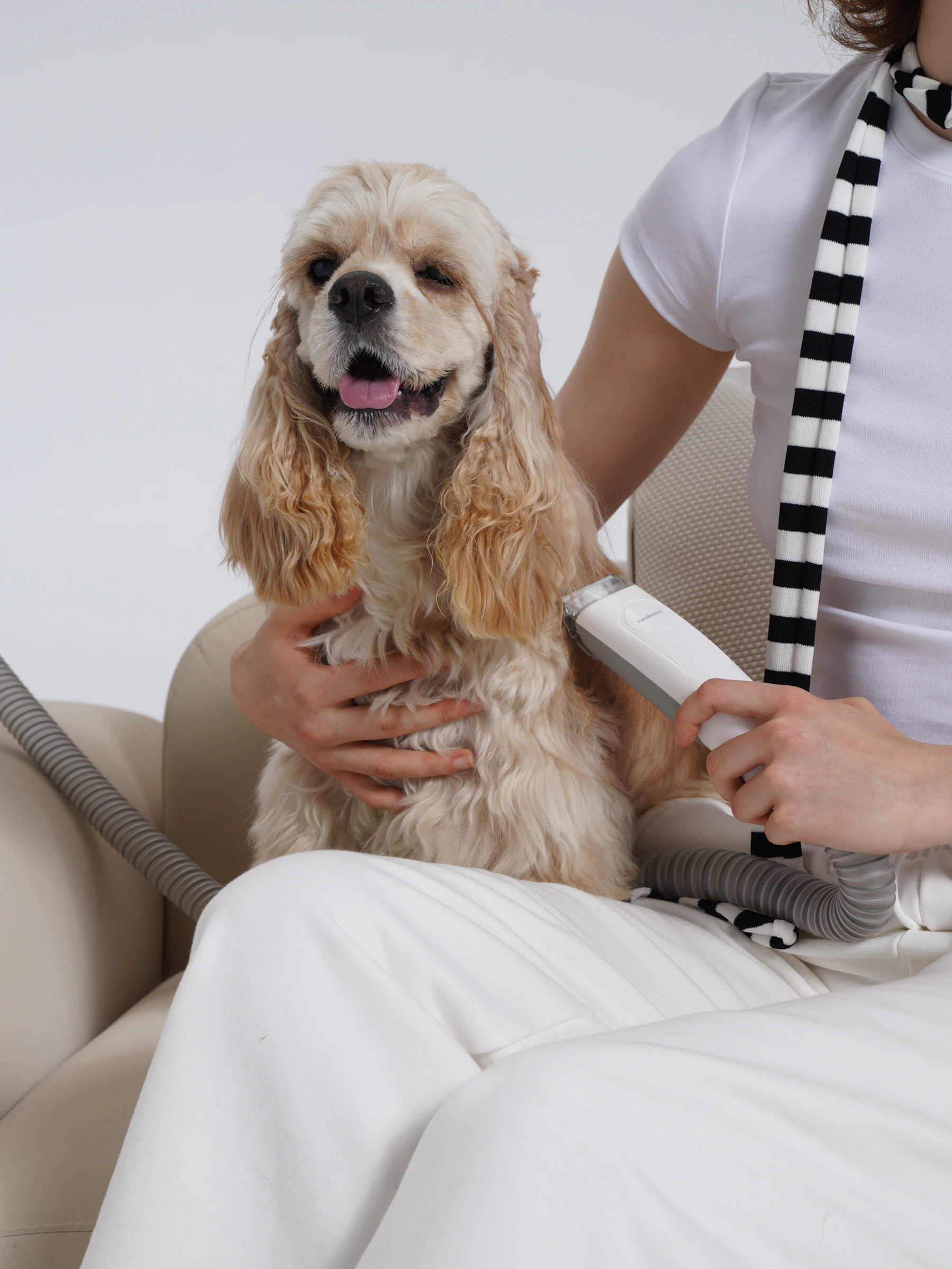 Dog receiving gentle coat grooming during a pet care routine