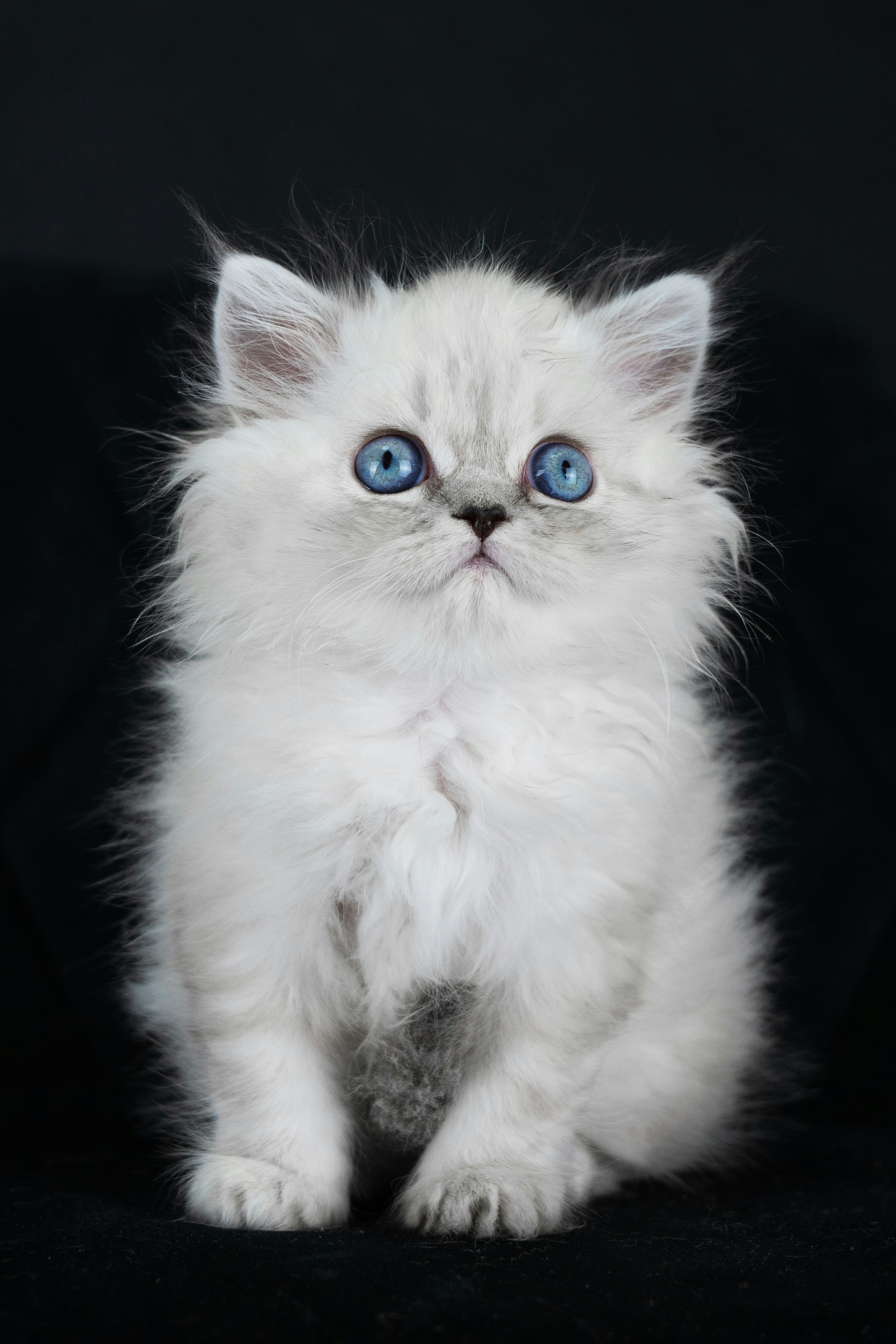 Un gattino bianco con gli occhi azzurri seduto su uno sfondo nero foto –  Immagine gratis di Gatto Ragdoll su Unsplash, image size:3000x4500