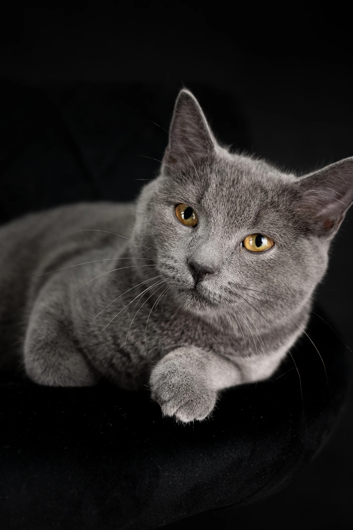 British shorthair kitten