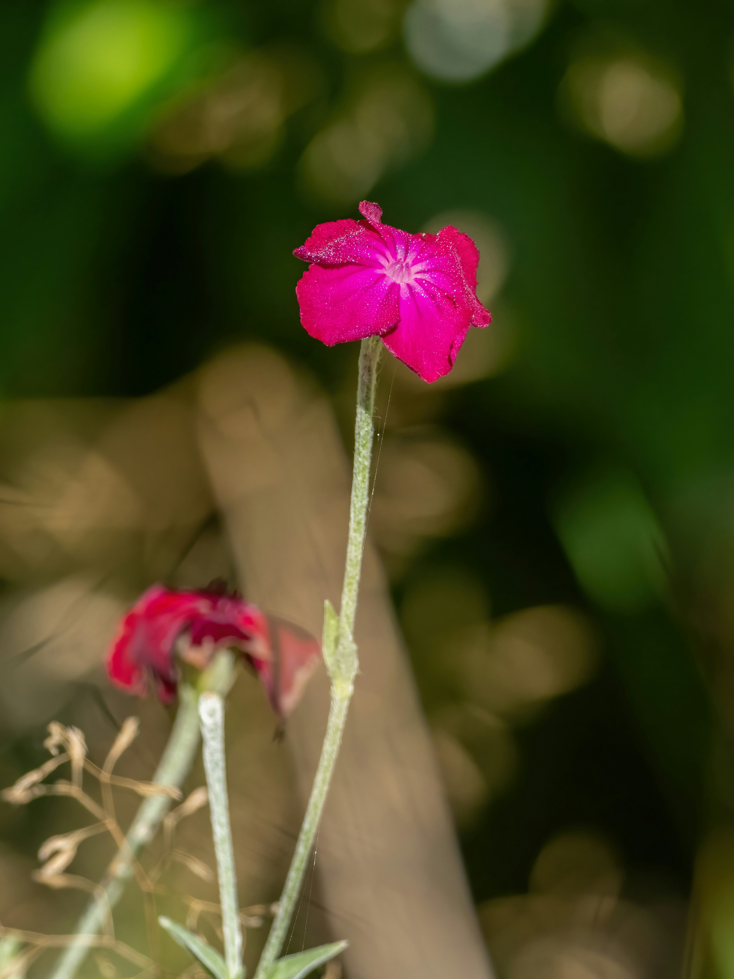 A single pink flower sitting on top of a lush green field photo – Free ...