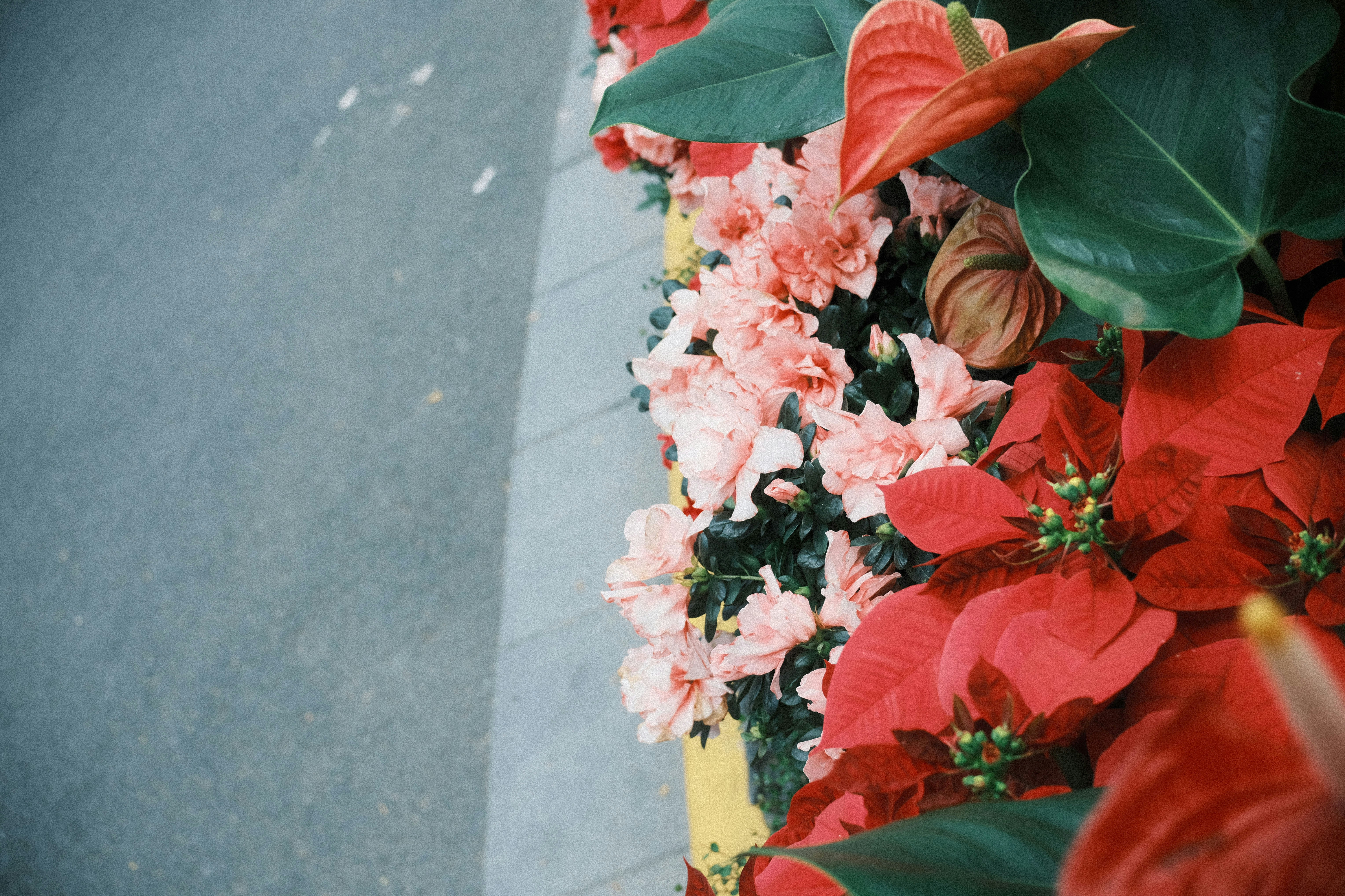A bunch of flowers that are on the side of a road