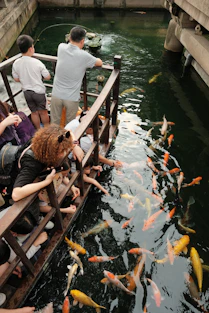 A group of people watching fish in a pond