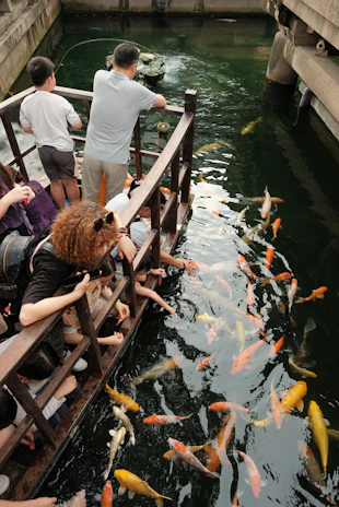 A group of people watching fish in a pond