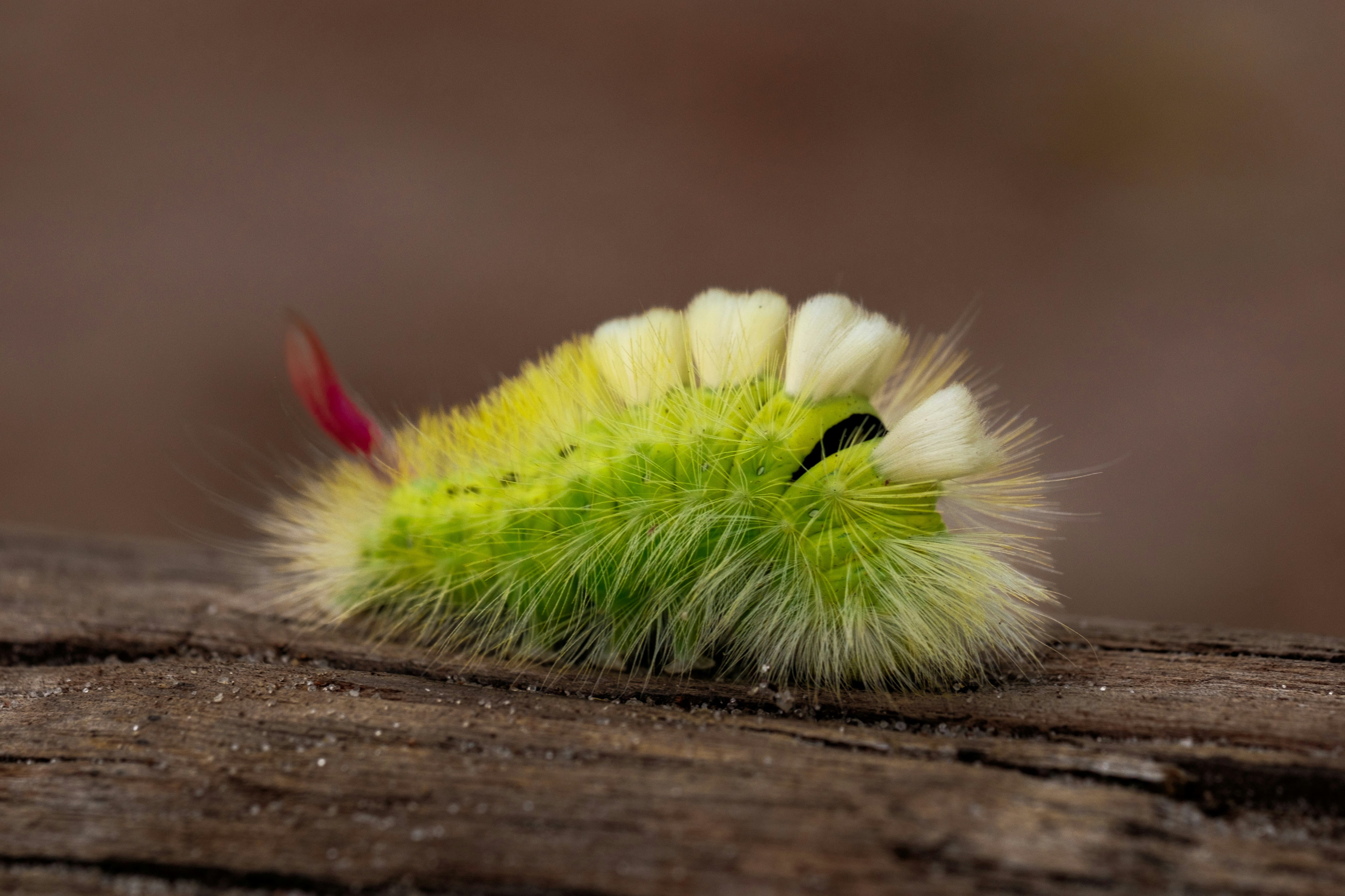 Photo by haberdoedas