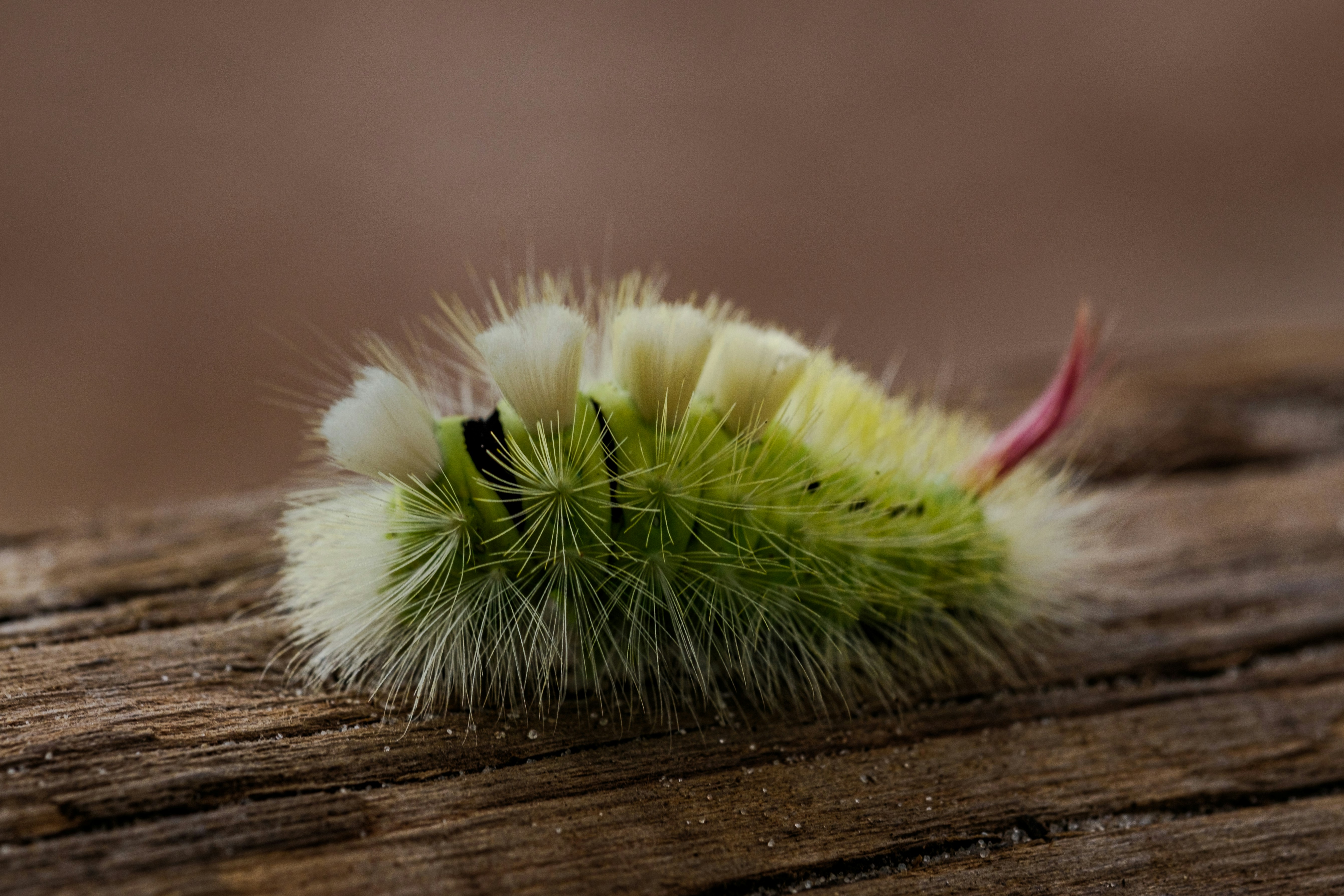 Photo by haberdoedas