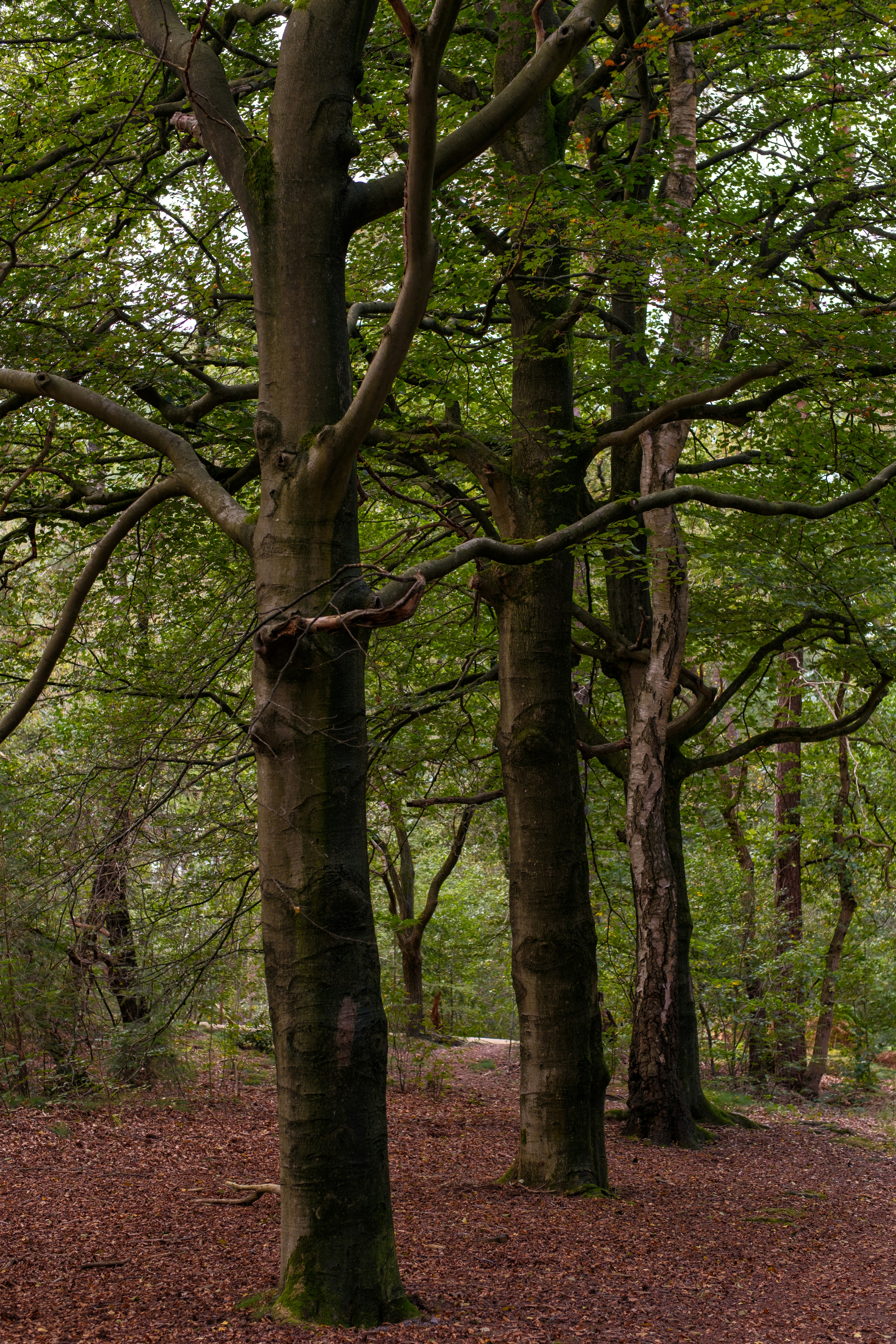 Photo by haberdoedas