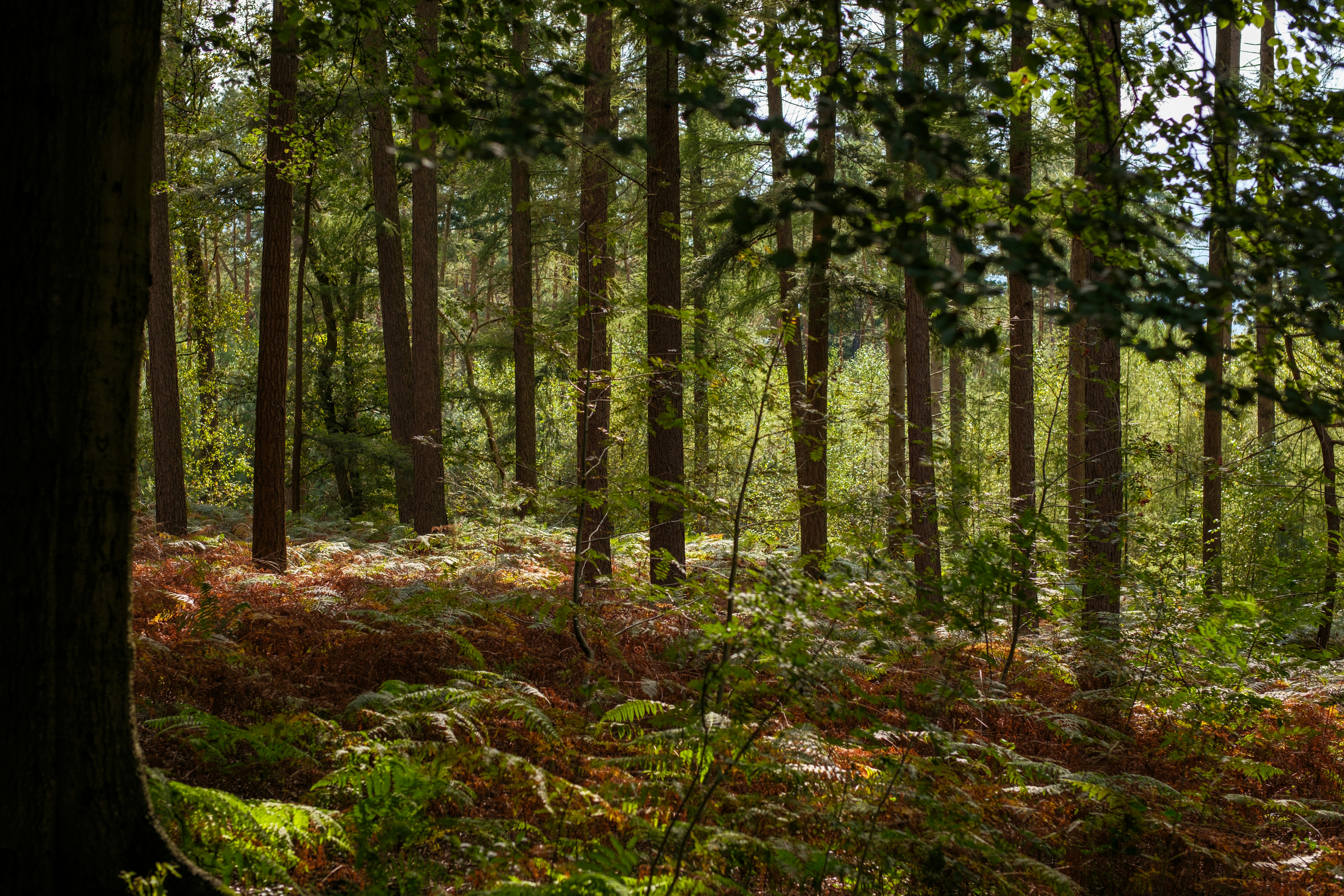 Photo by haberdoedas