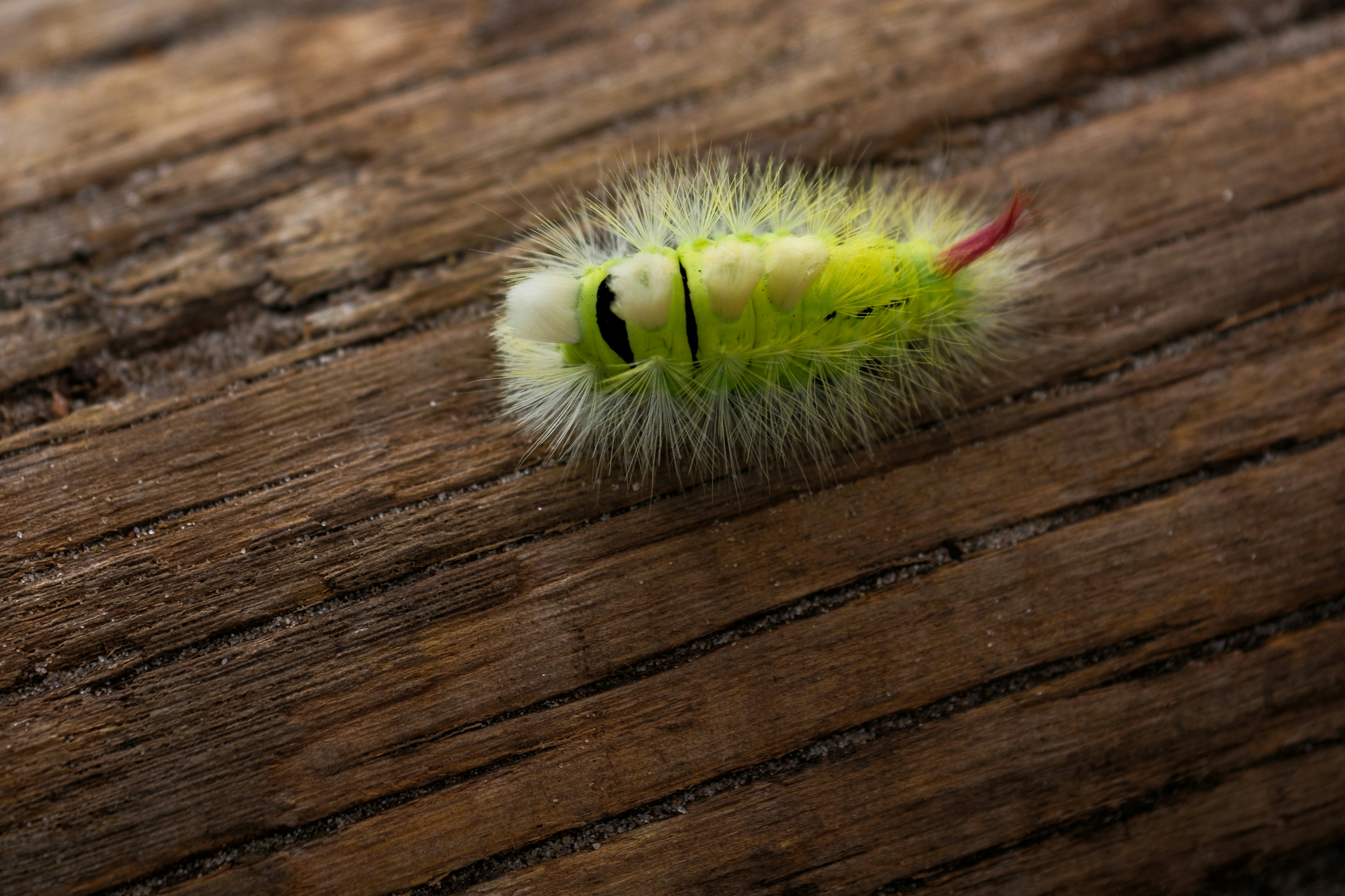 Photo by haberdoedas