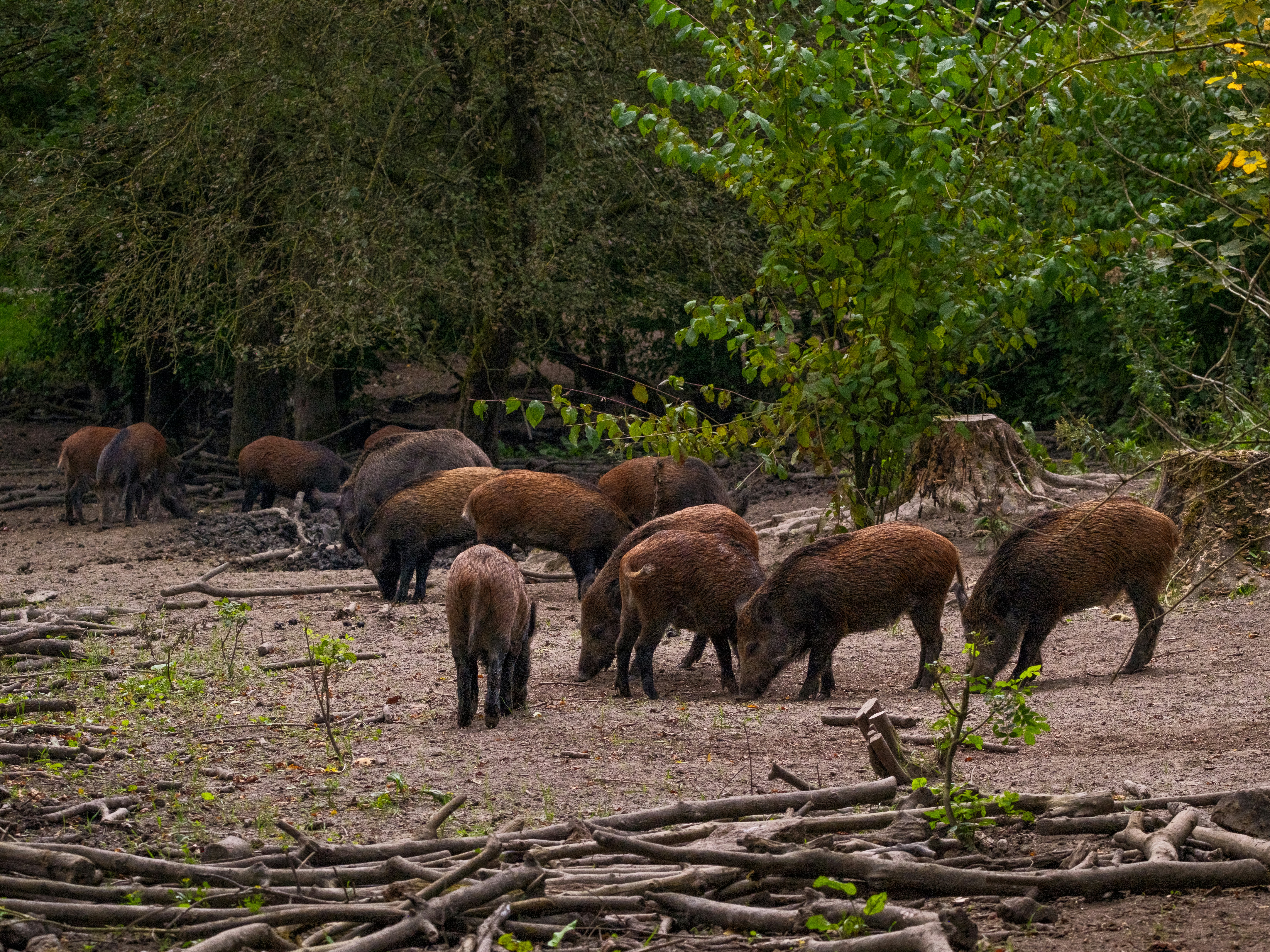 6 Wild Boars in Barcelona&rsquo;s Parks (image credits: unsplash)