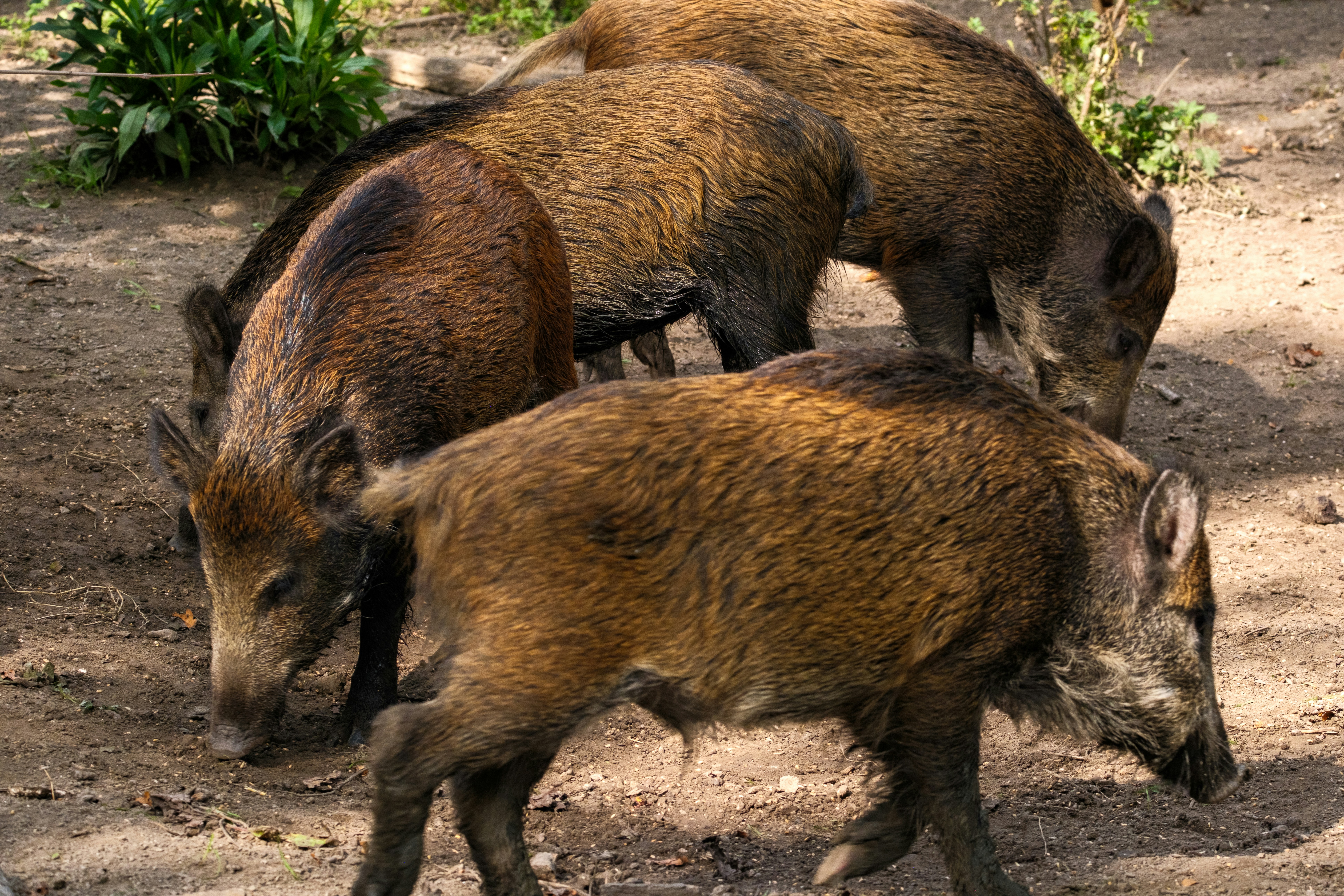 Vadriasztás belterületen