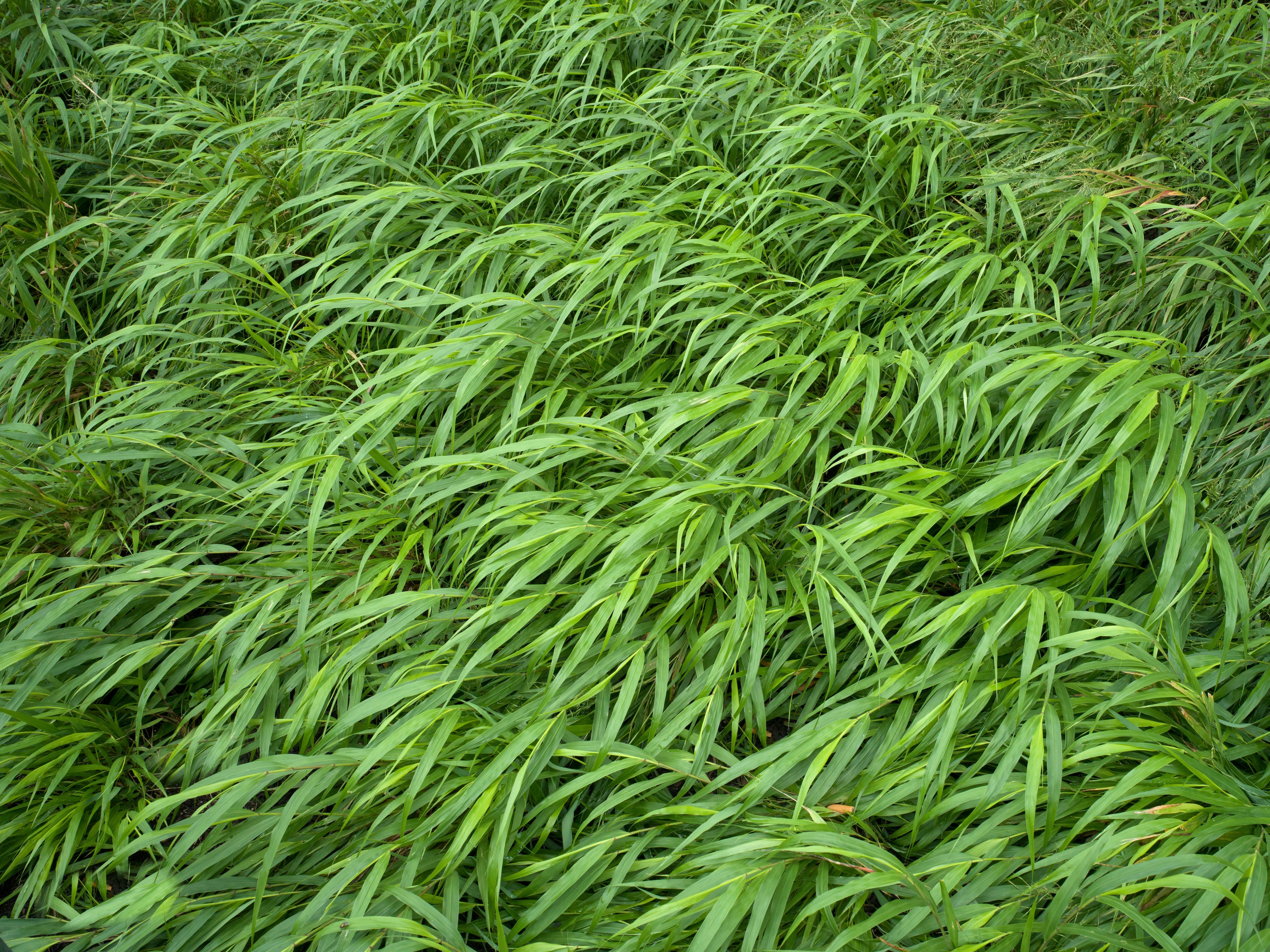 A large field of green grass with lots of leaves