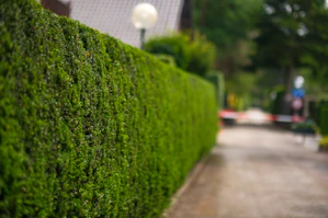 A street with a green hedge and a house in the background