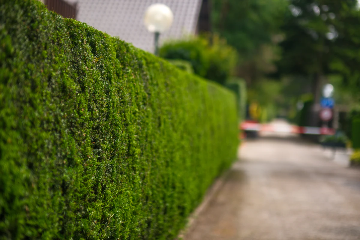 A street with a green hedge and a house in the background