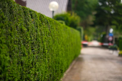 A street with a green hedge and a house in the background