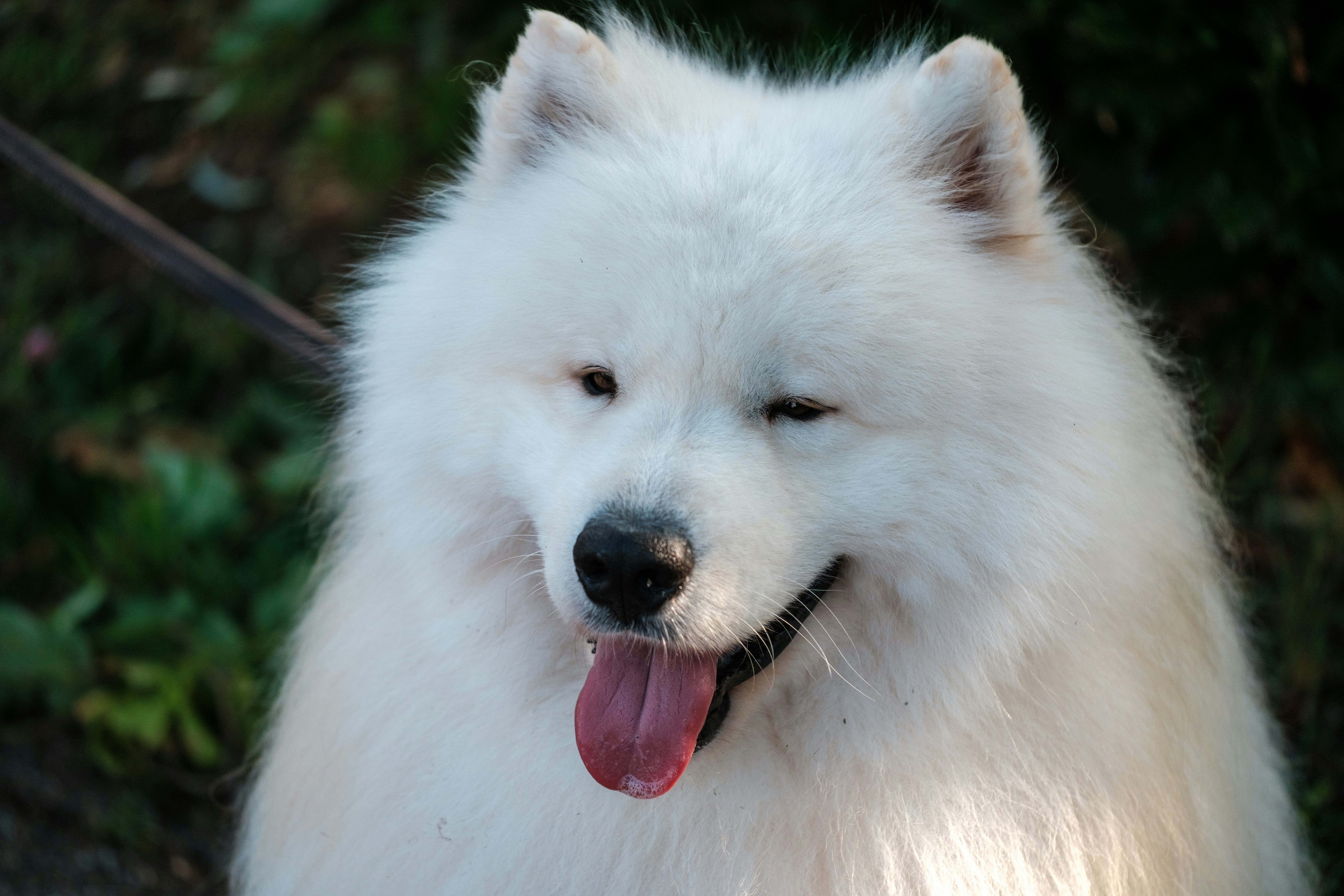 Photo by haberdoedas