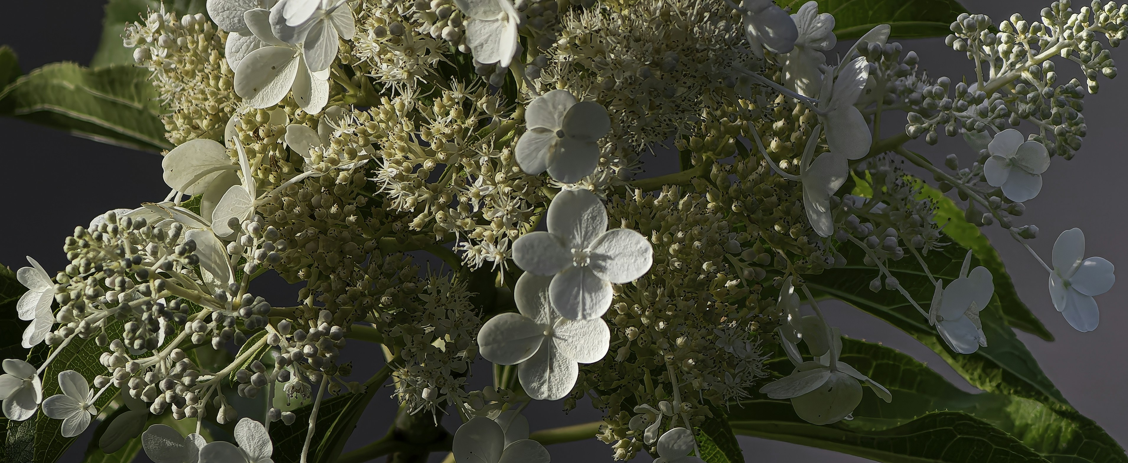 A vase filled with lots of white flowers