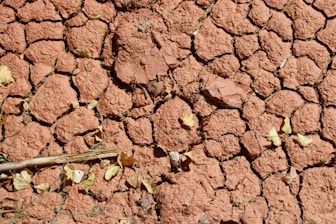 A bird is sitting on the ground in the dirt