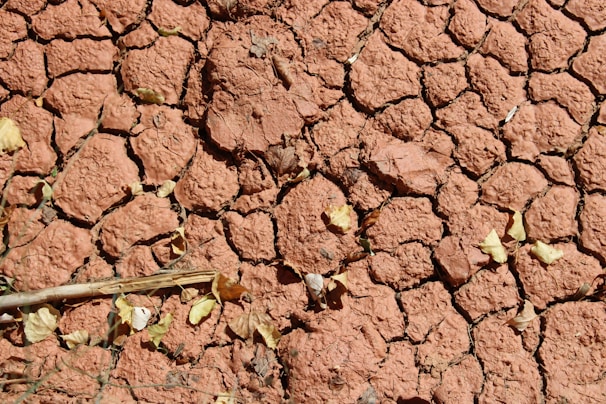 A bird is sitting on the ground in the dirt