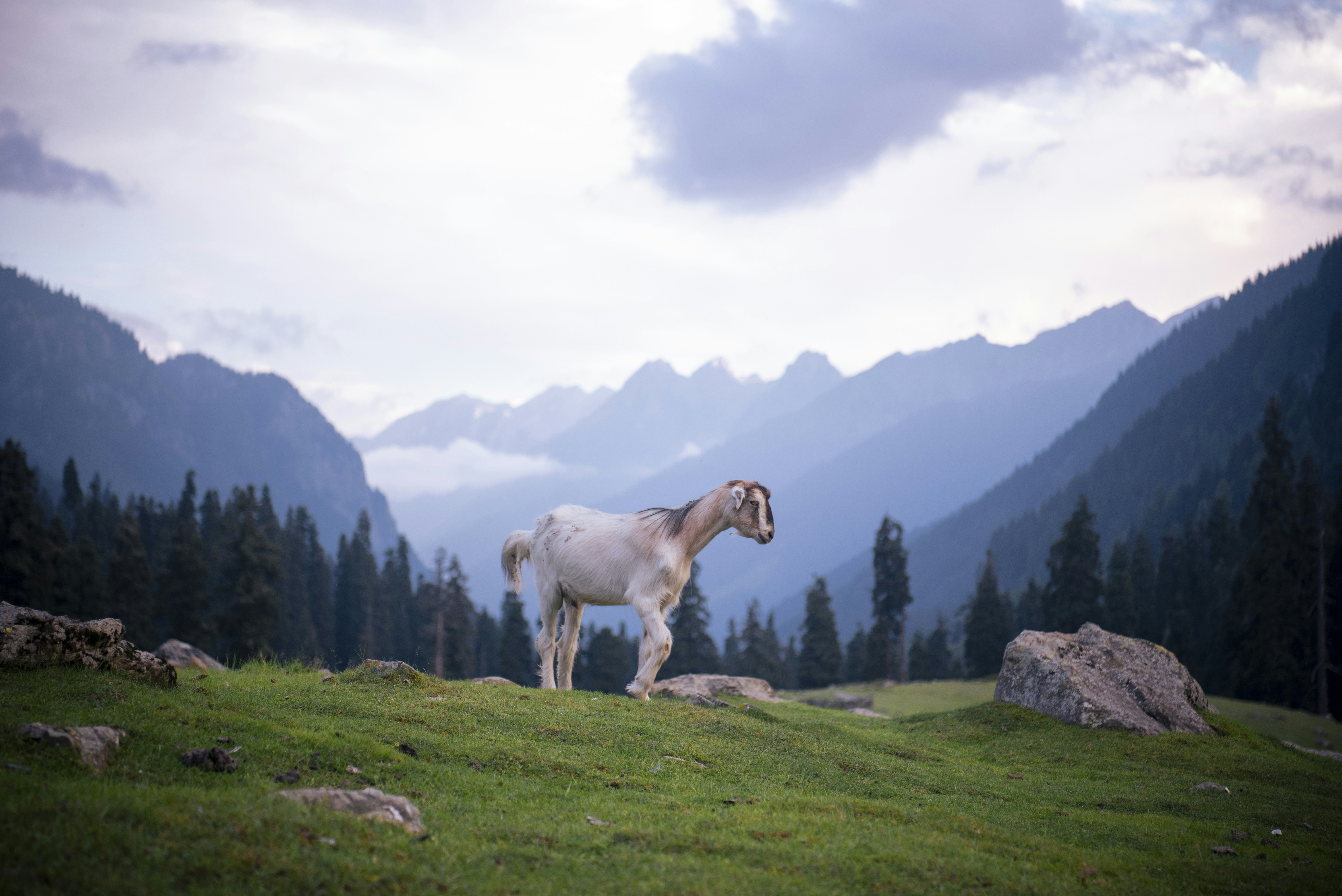 Un cavallo bianco in piedi in cima a un campo verde lussureggiante