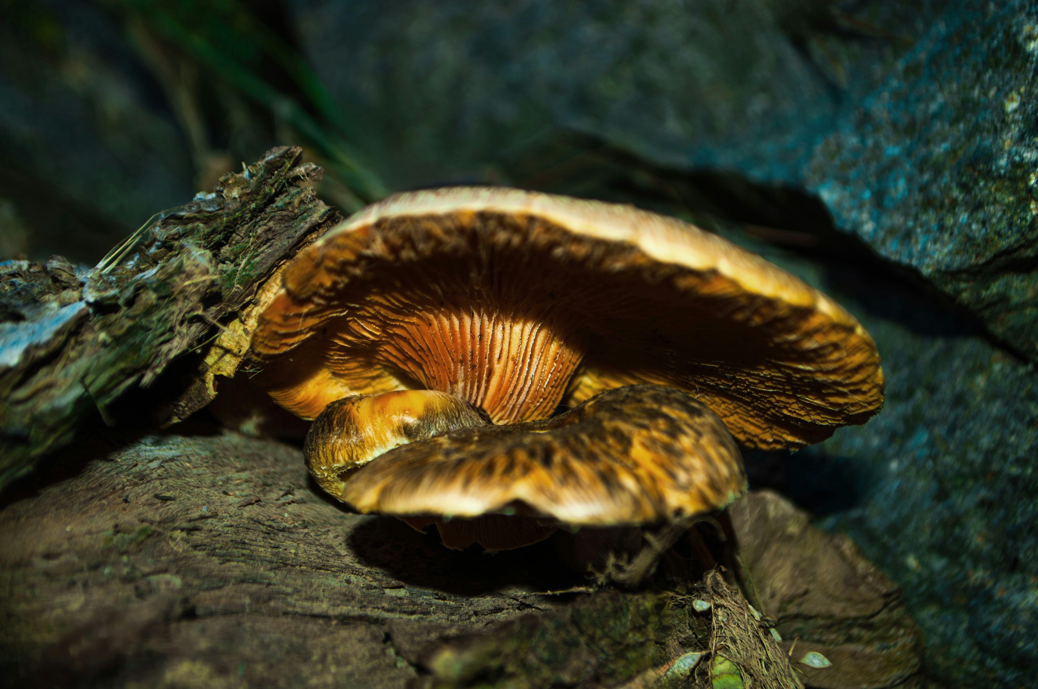 Photo by amirbagh3ri