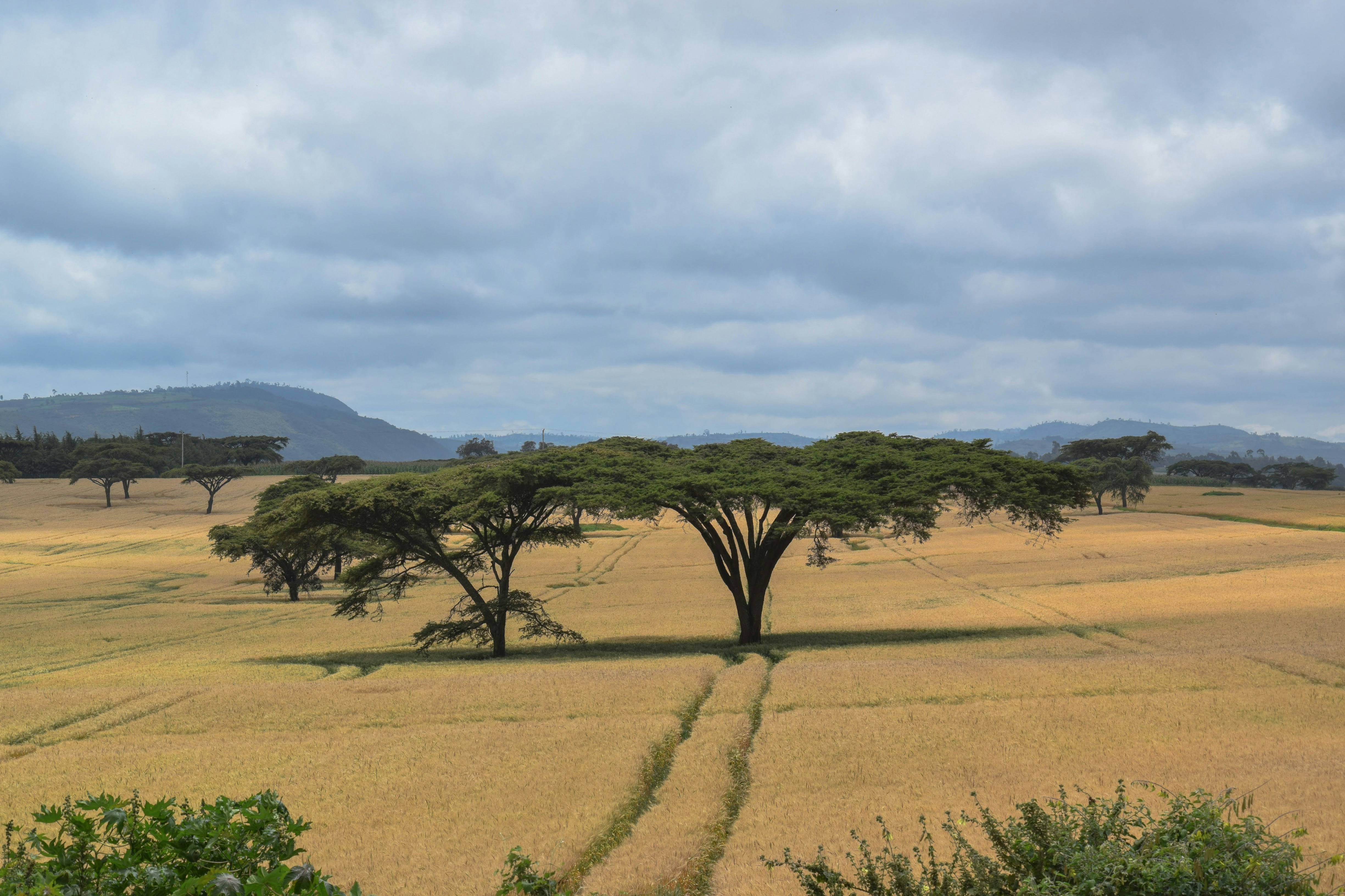 African Fintechs Forecast Profitable Growth, Sustaining the Continent Through 2026