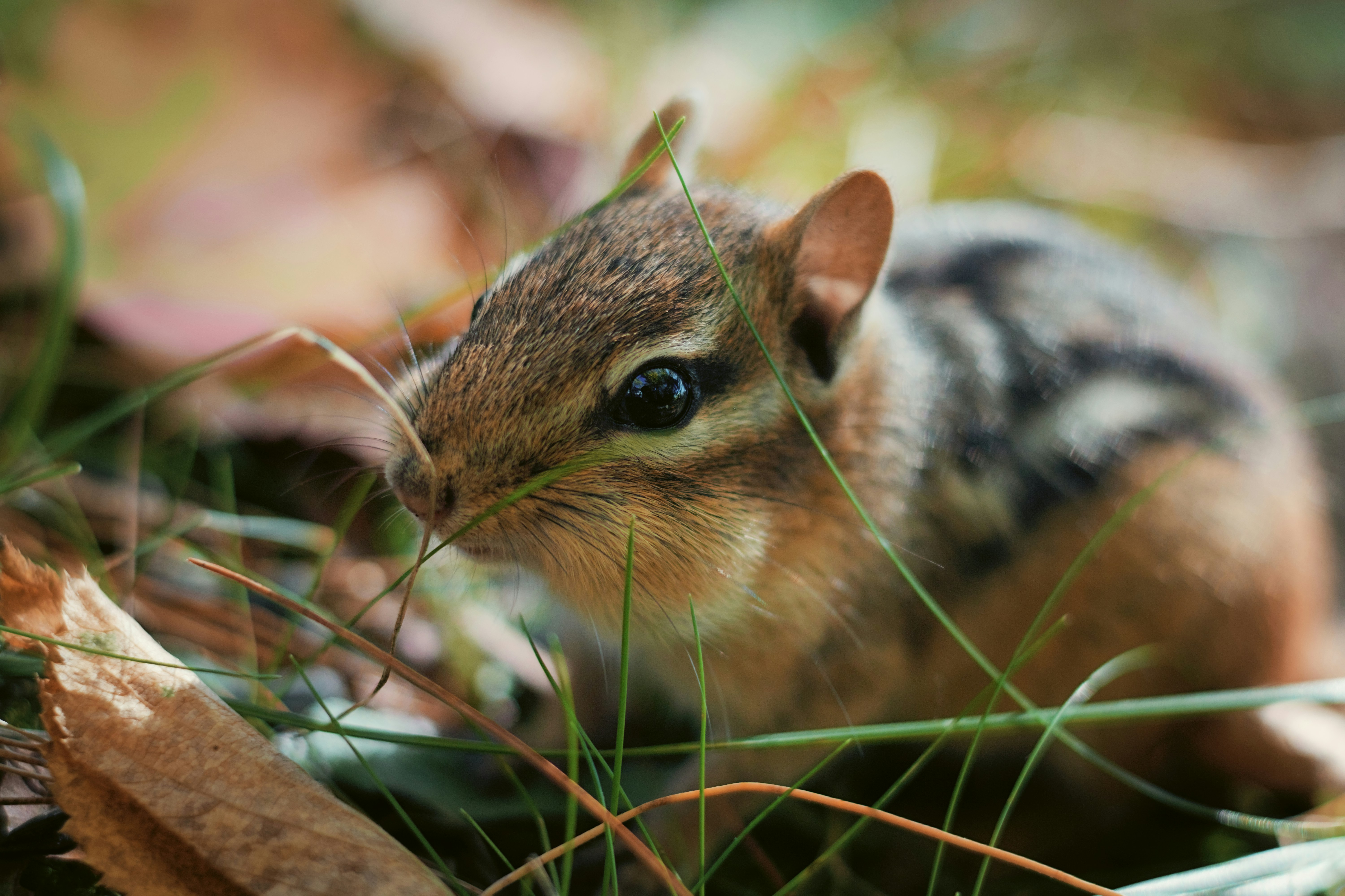 Photo by dcanadianphotographer