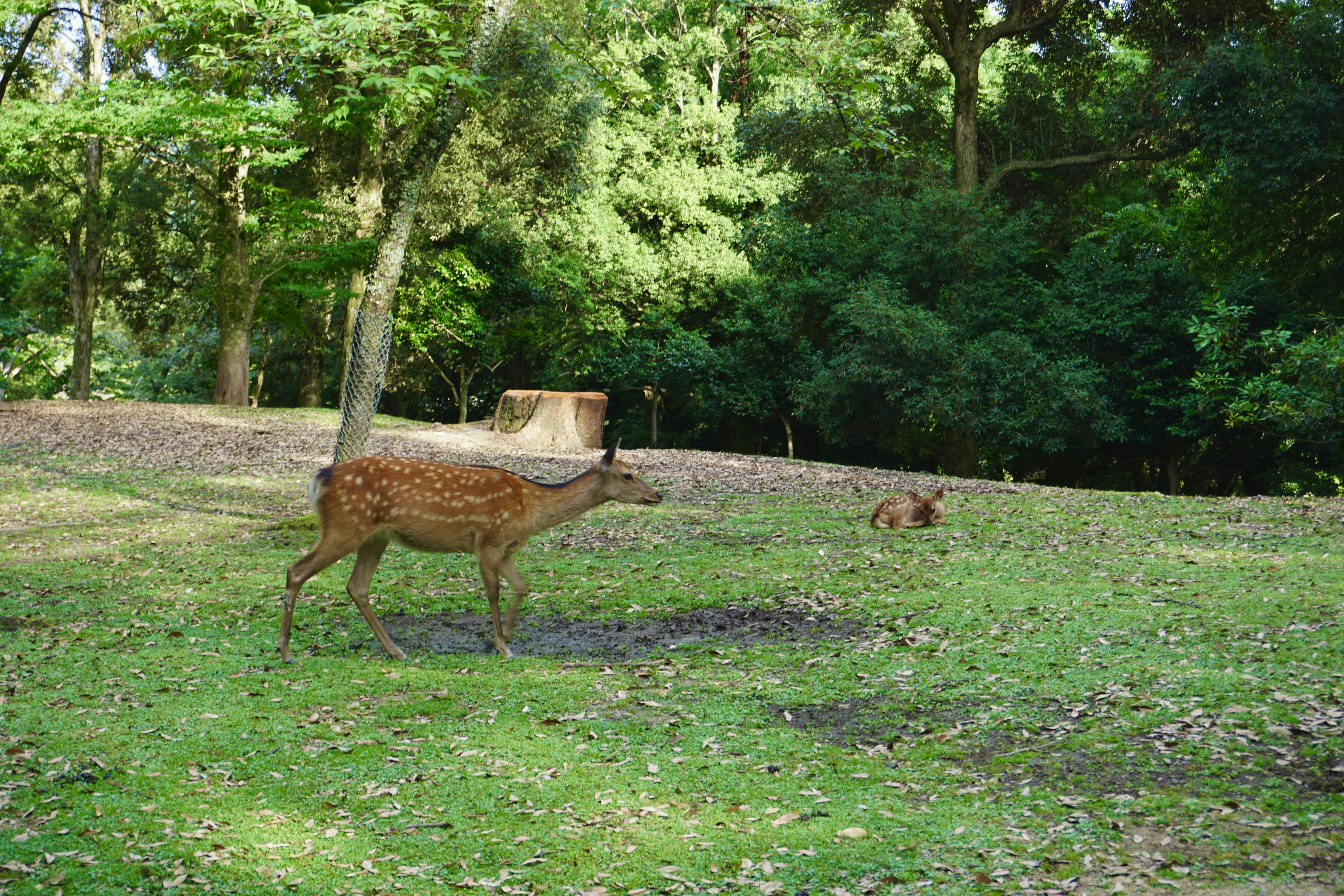 Photo by syria_polidoro