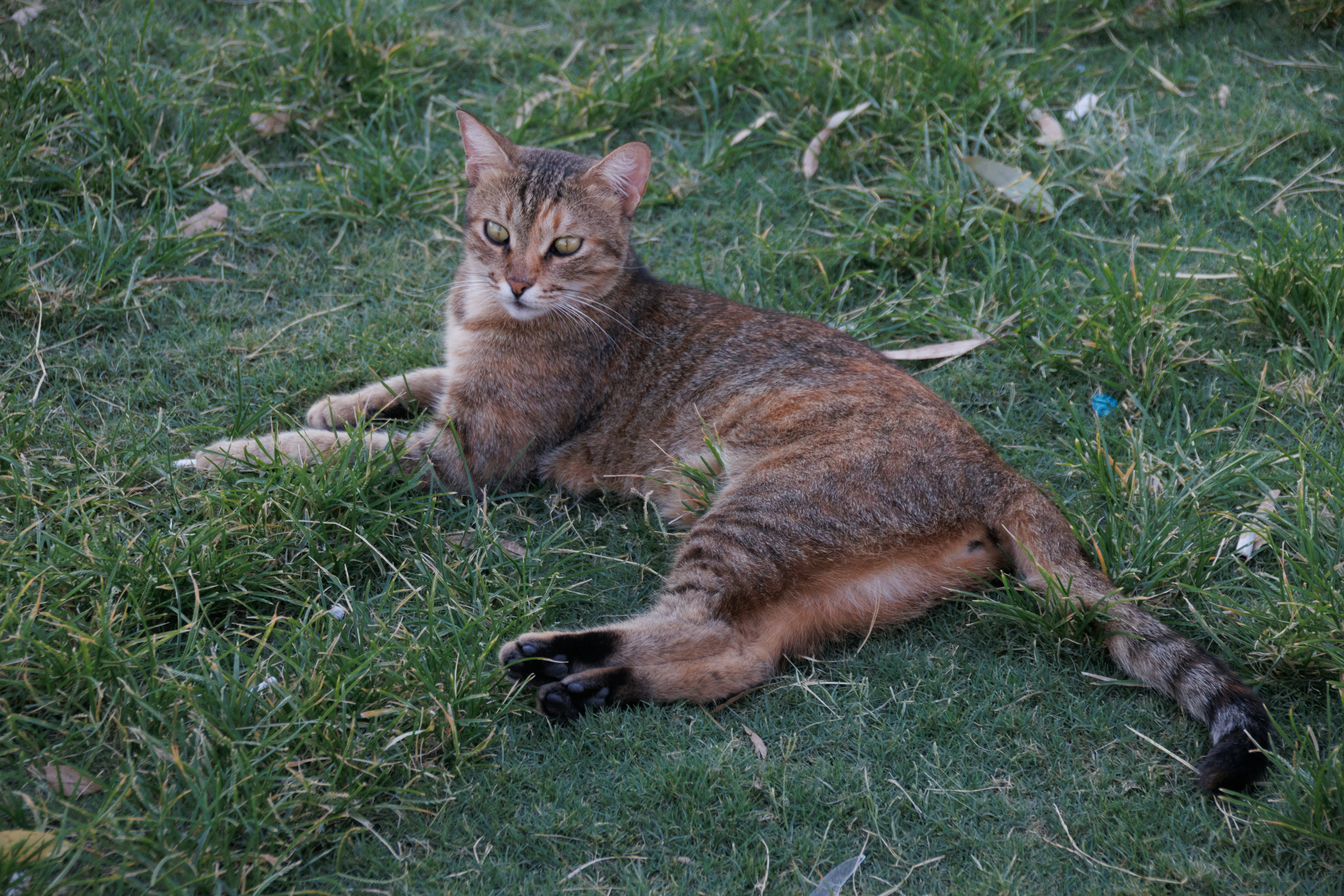 A cat laying on the ground in the grass