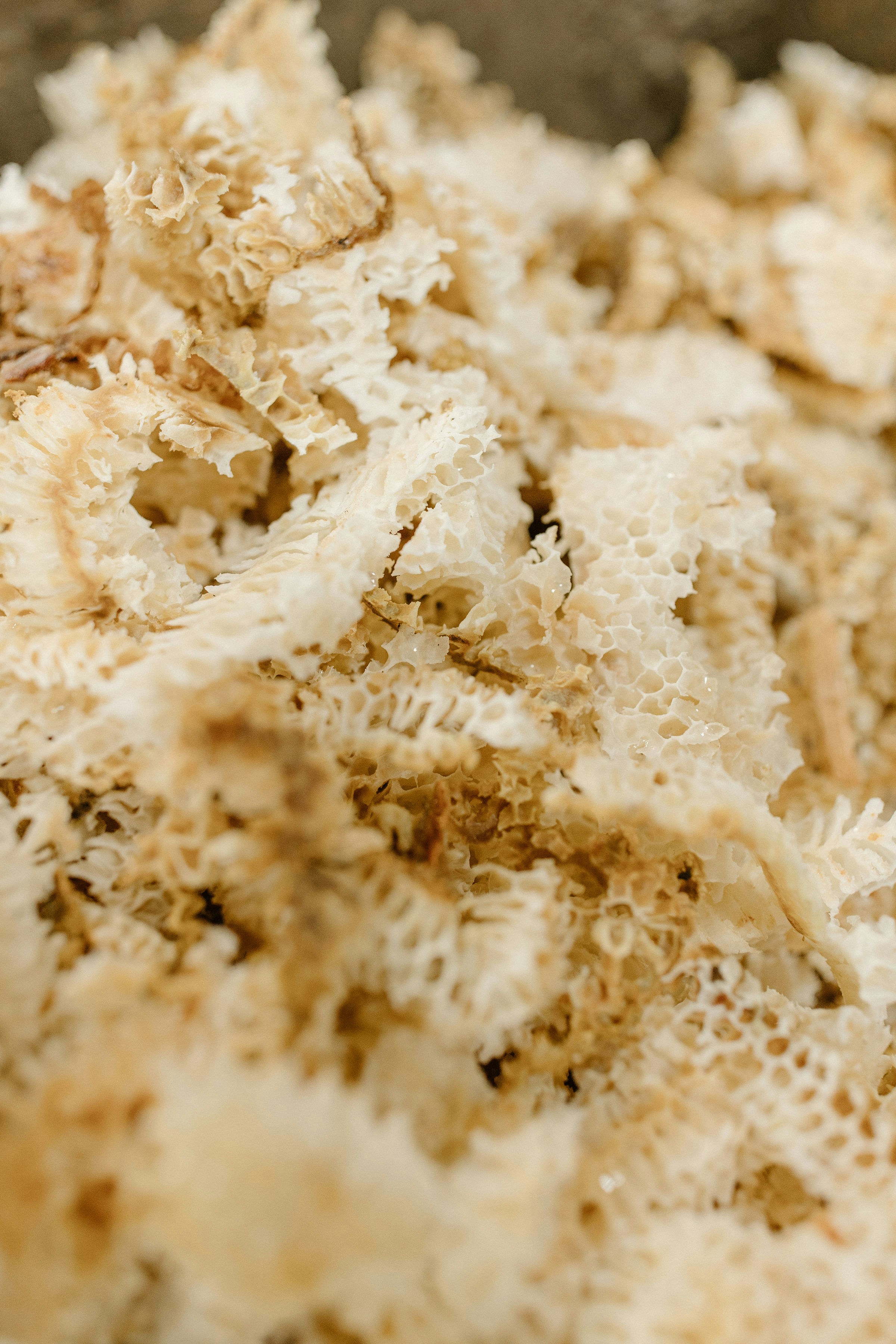 Photo by sperryhoney