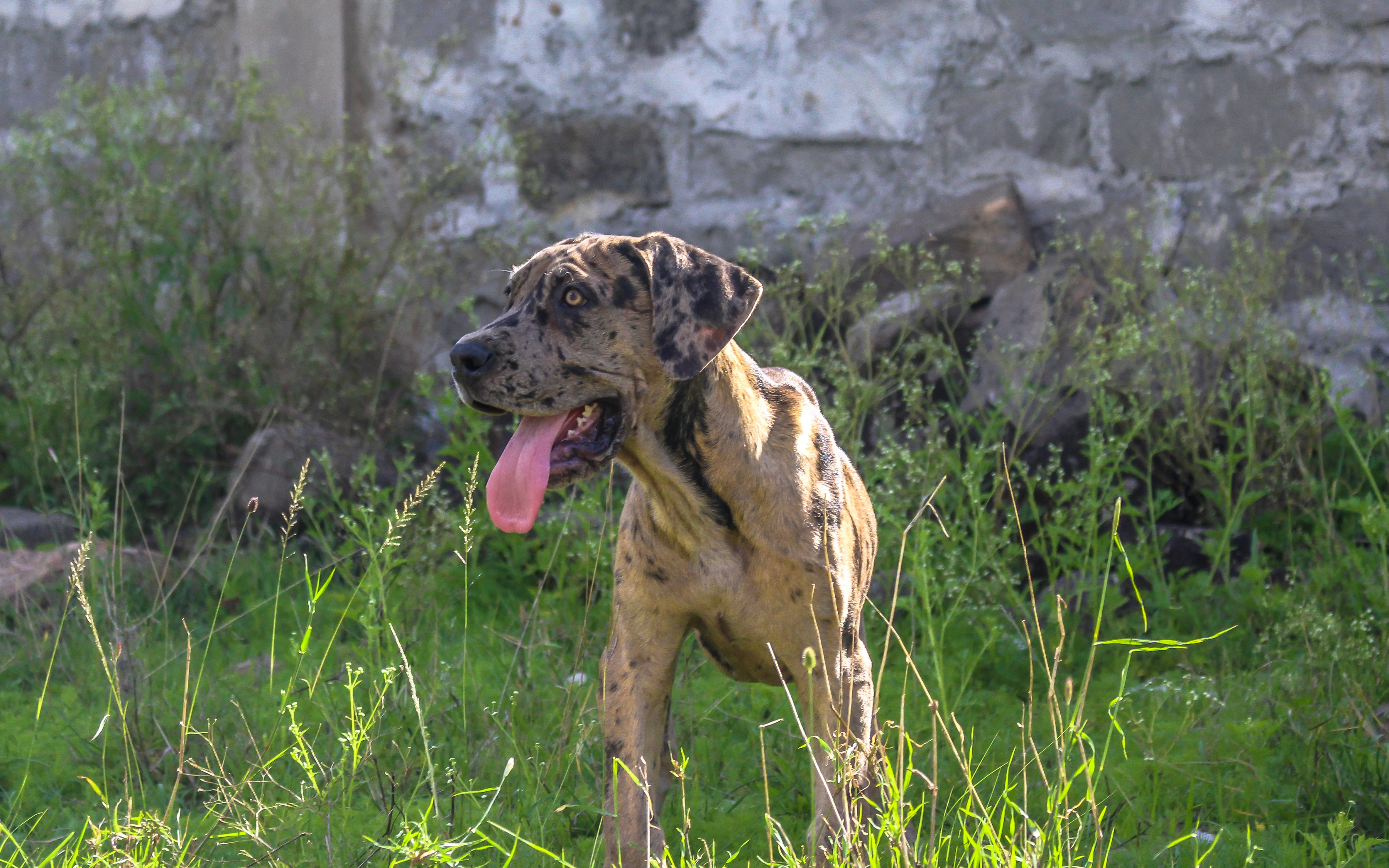 A dog standing in the grass with its tongue out photo – Free Green ...