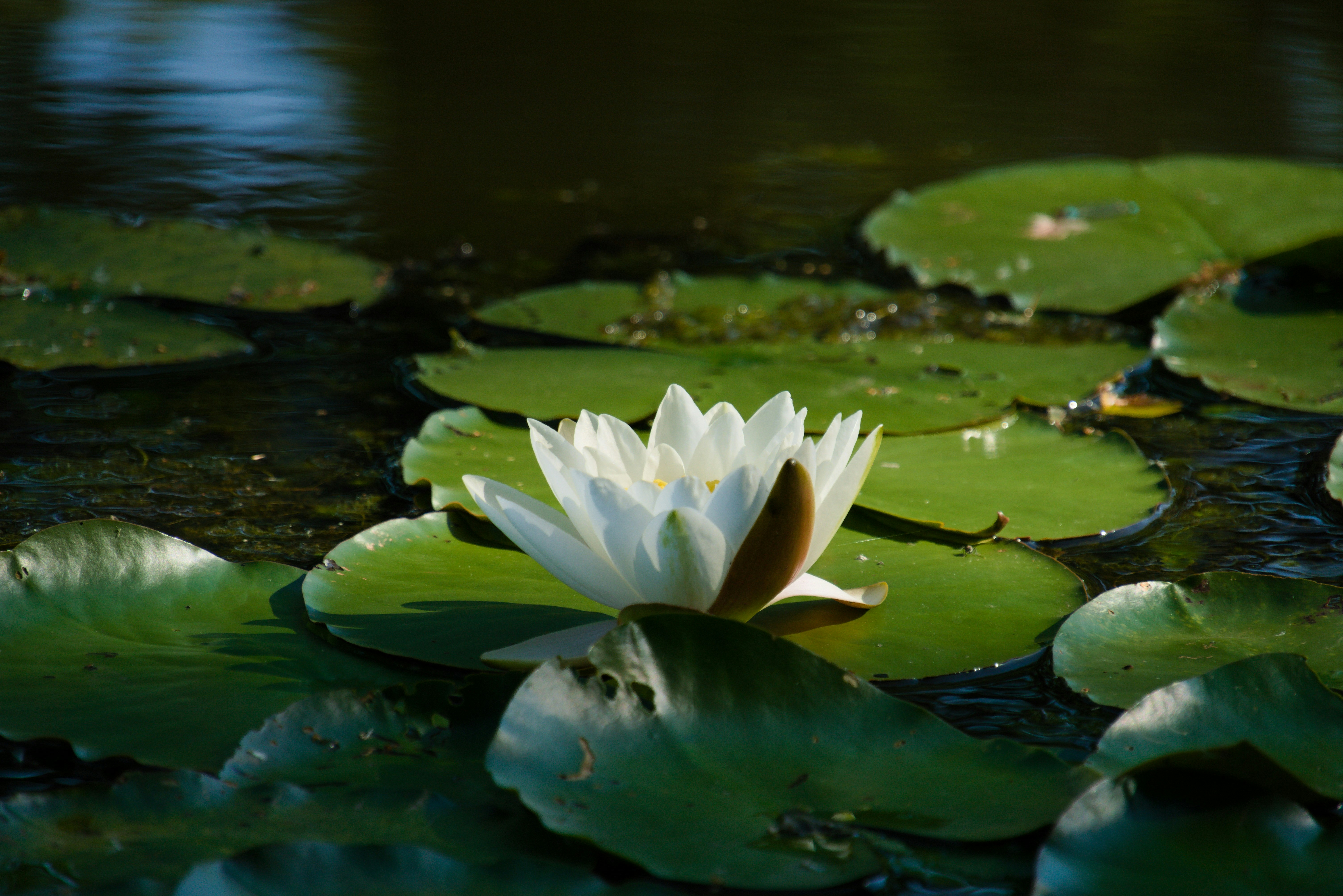 Photo by offermanstim