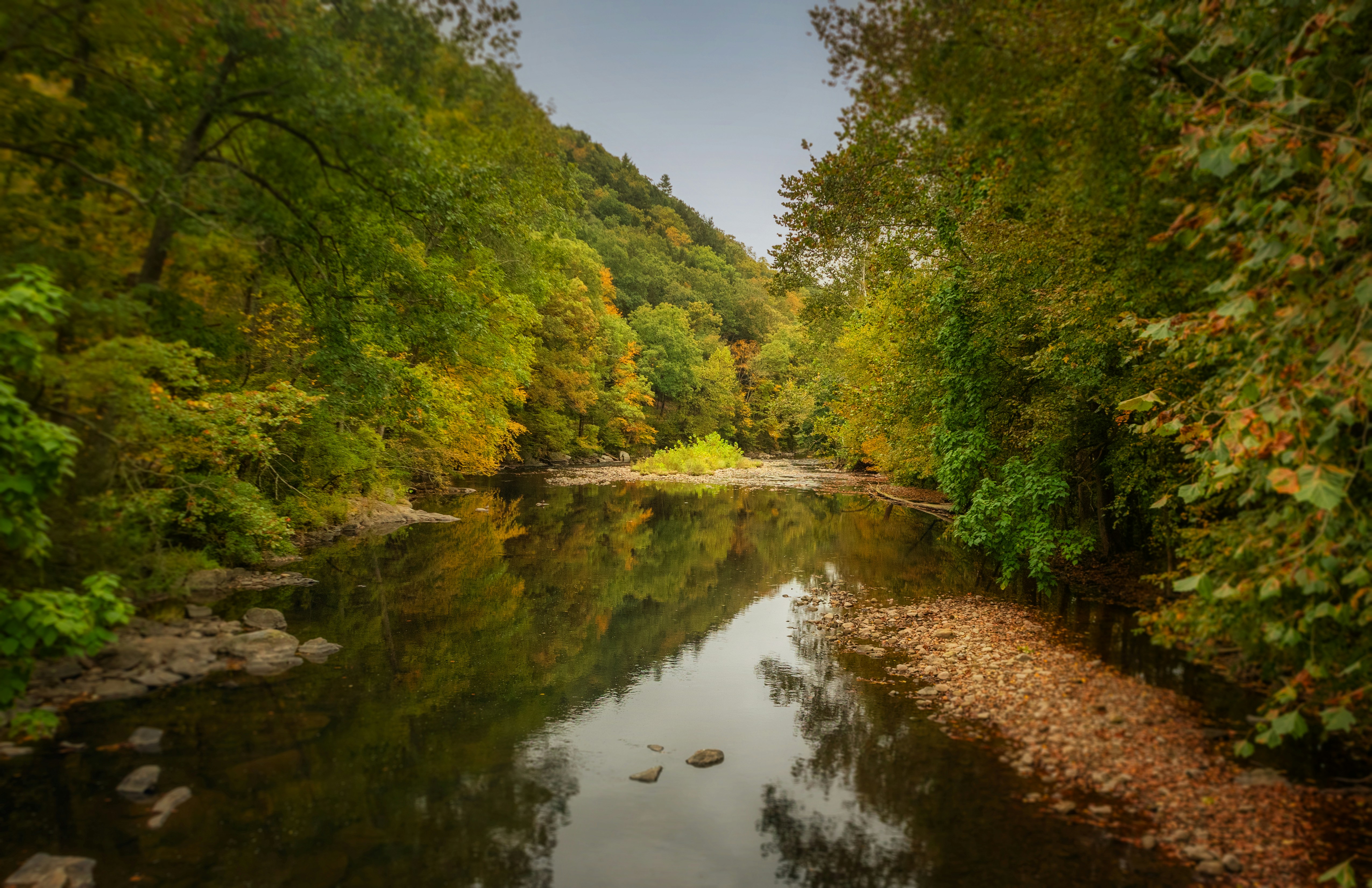 A river running through a lush green forest