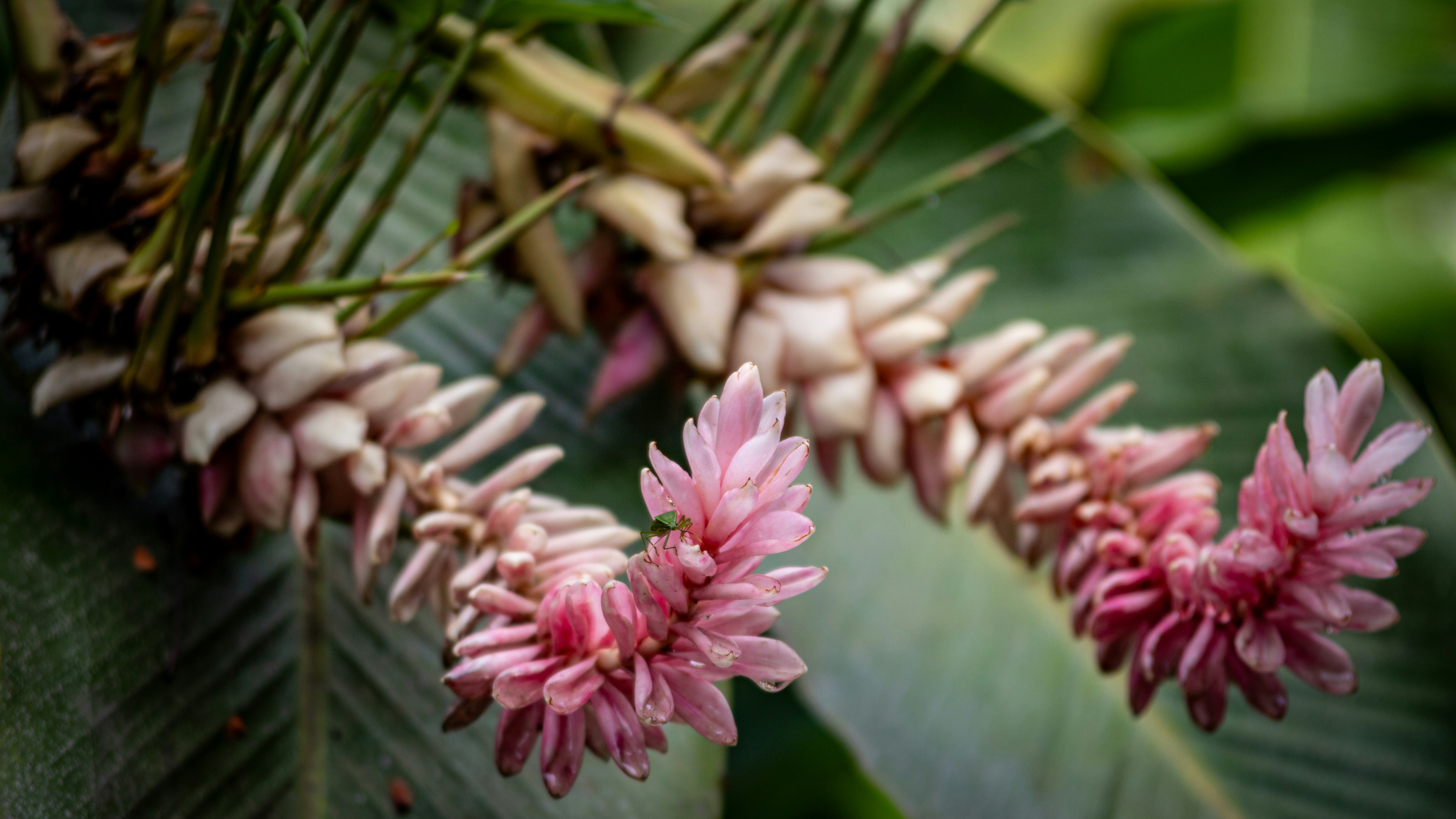 A close up of a bunch of flowers on a tree