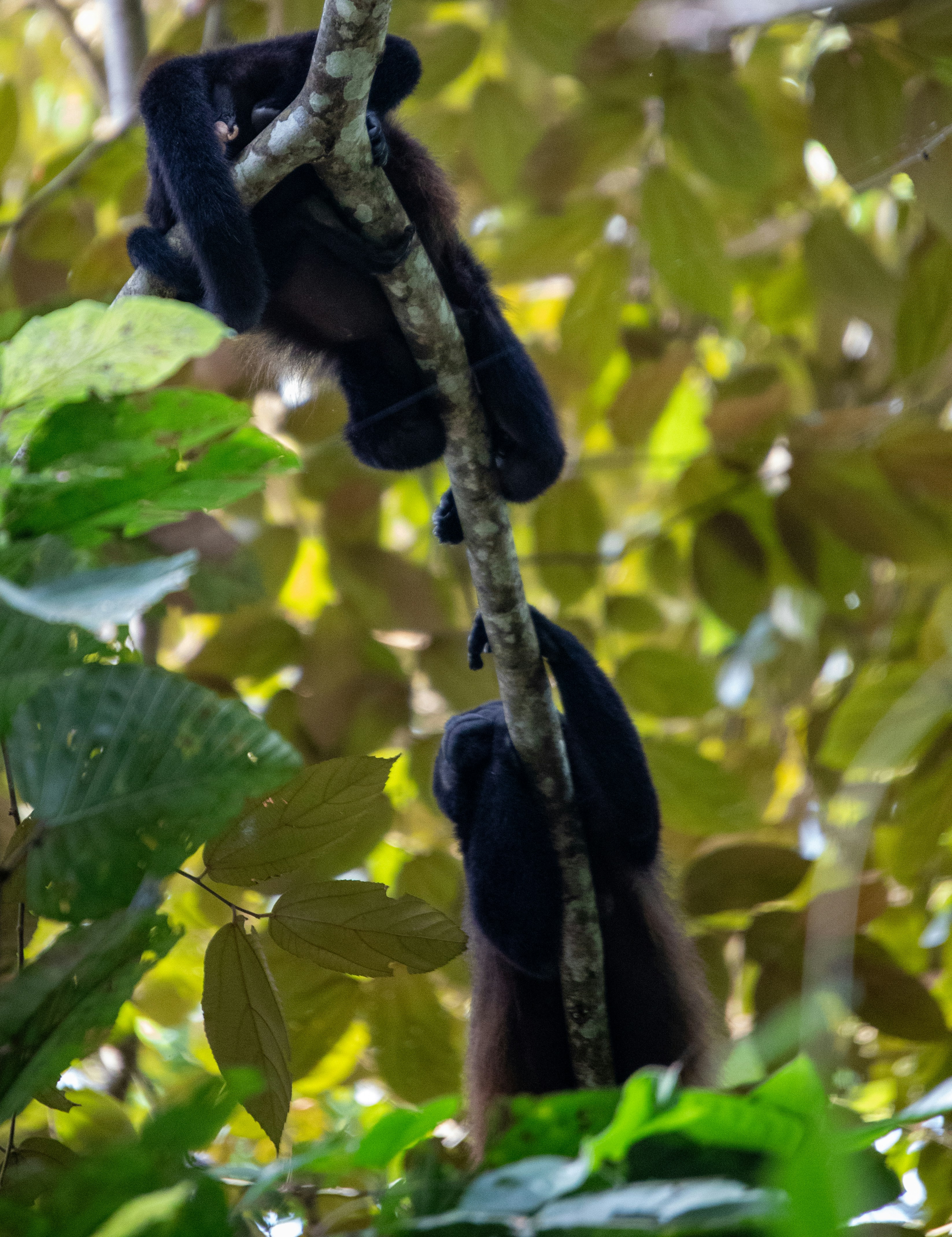 A monkey hanging from a tree branch in the jungle
