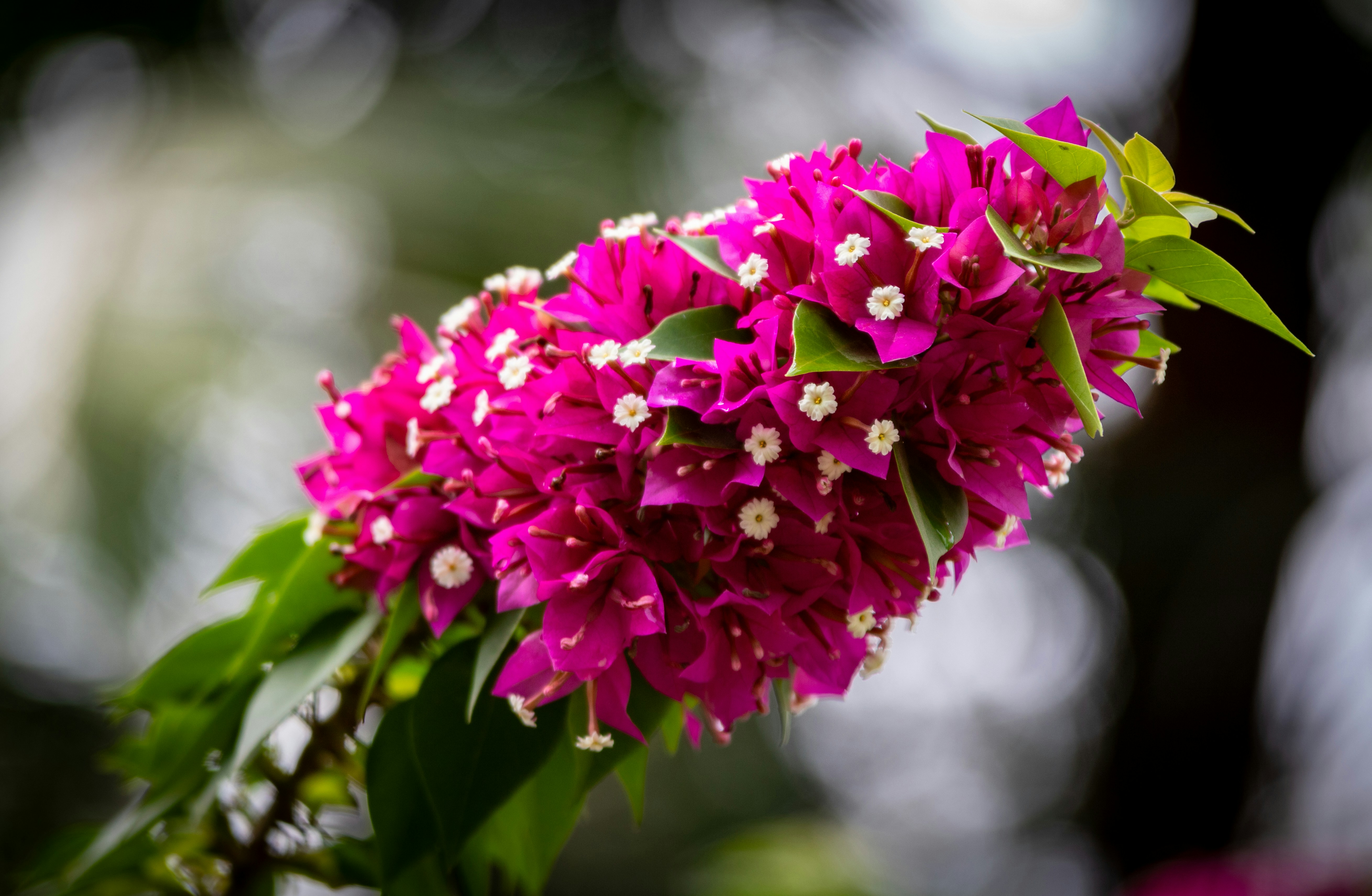 A close up of a purple flower with green leaves