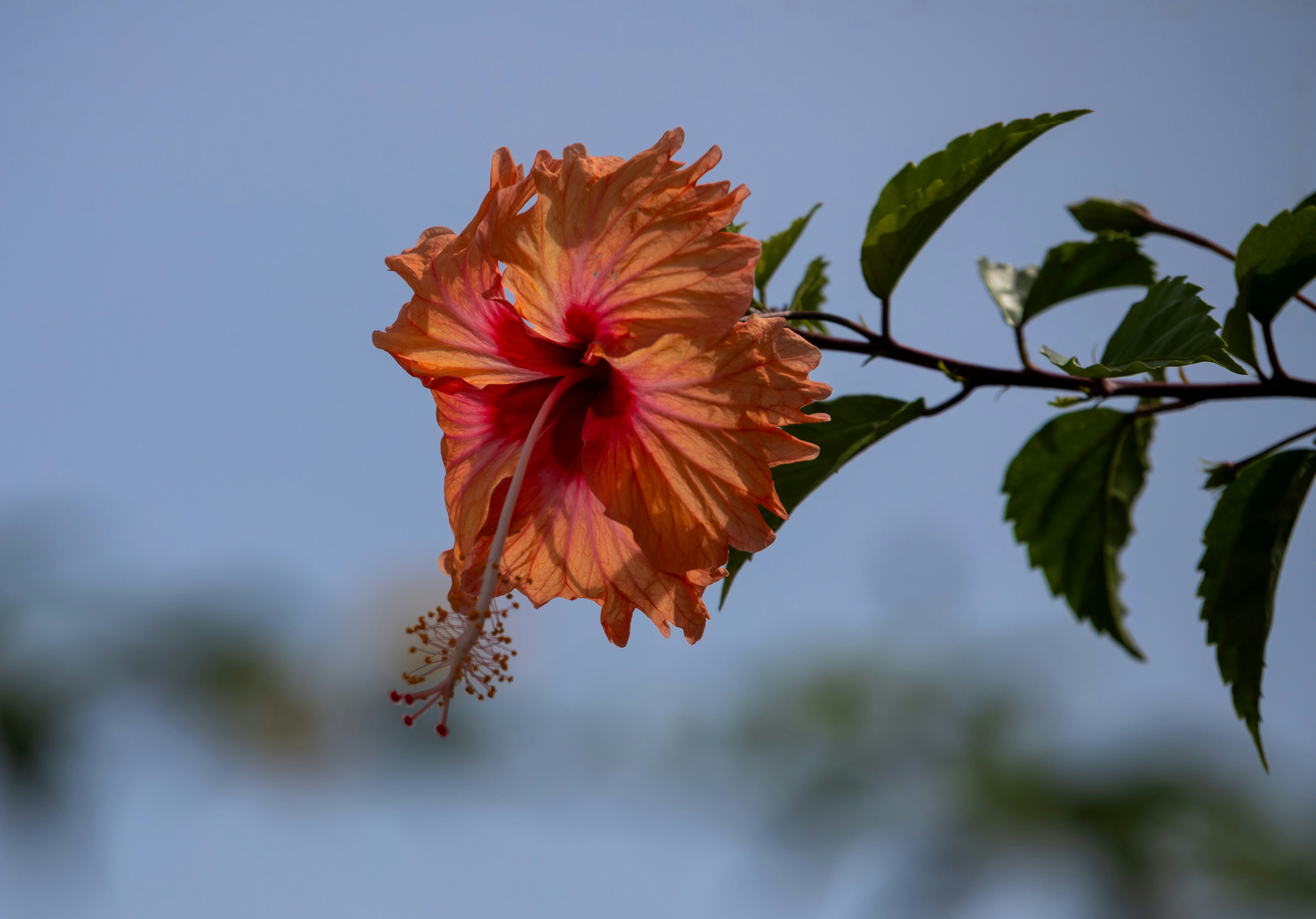 A large orange flower on a tree branch