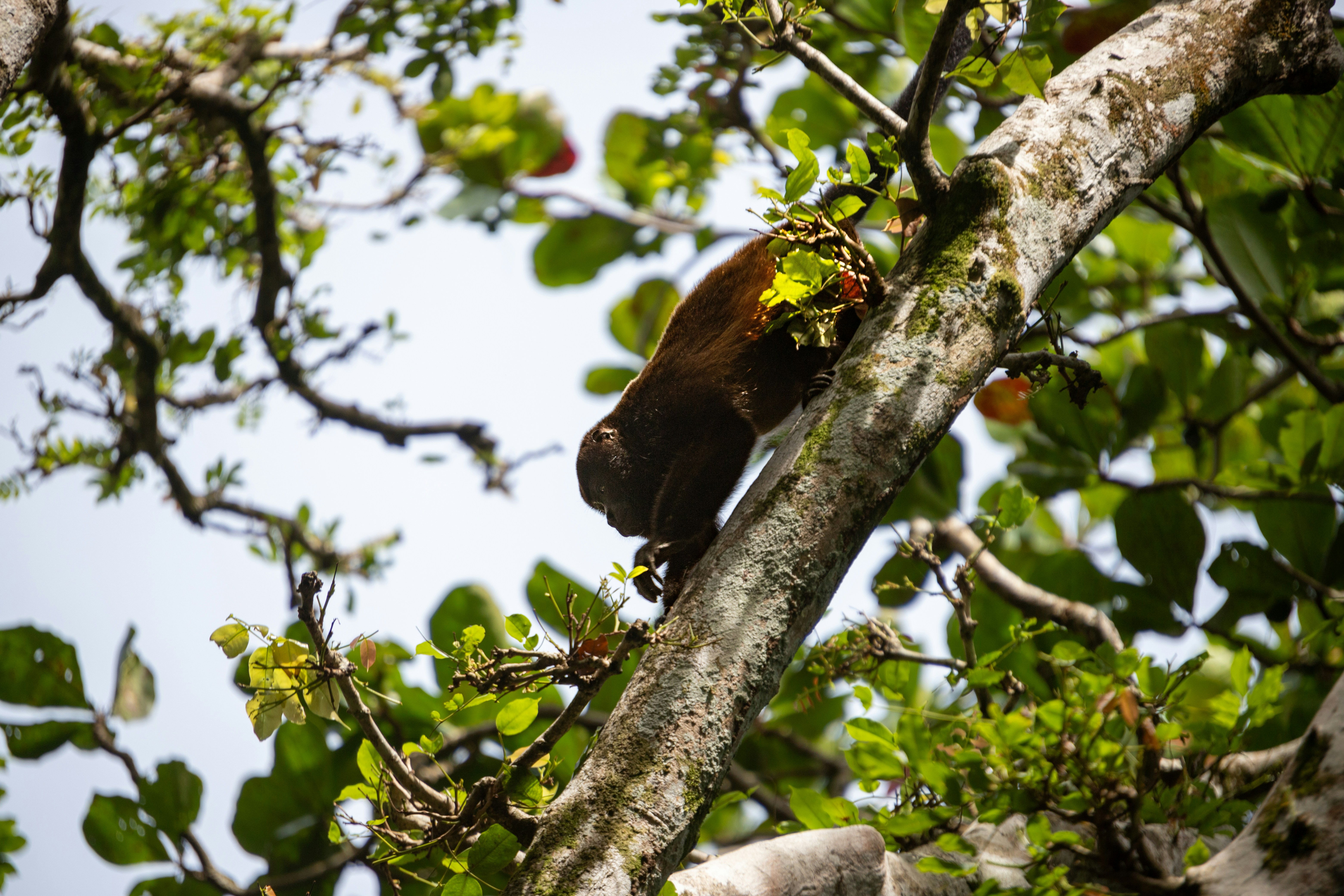 Amazon Canopy Bridges Cut Roadkill to Zero