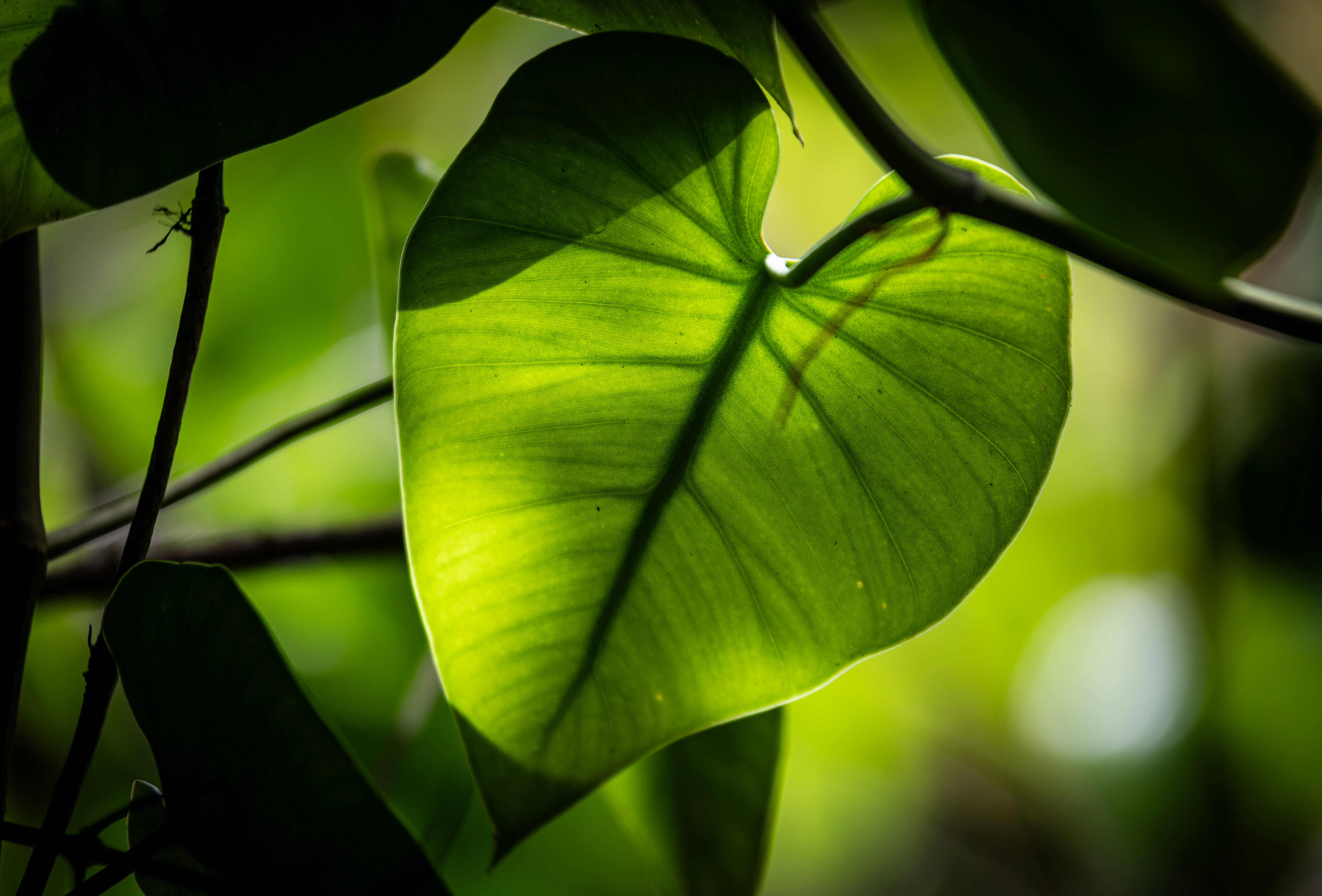 A close up of a green leaf on a tree, A heart-shaped green leaf is backlit by the sunlight, creating a striking shadow pattern across its surface. The leaf’s delicate veins are clearly visible, and the vibrant green color is enhanced by the natural light, creating a strong contrast between light and shadow.