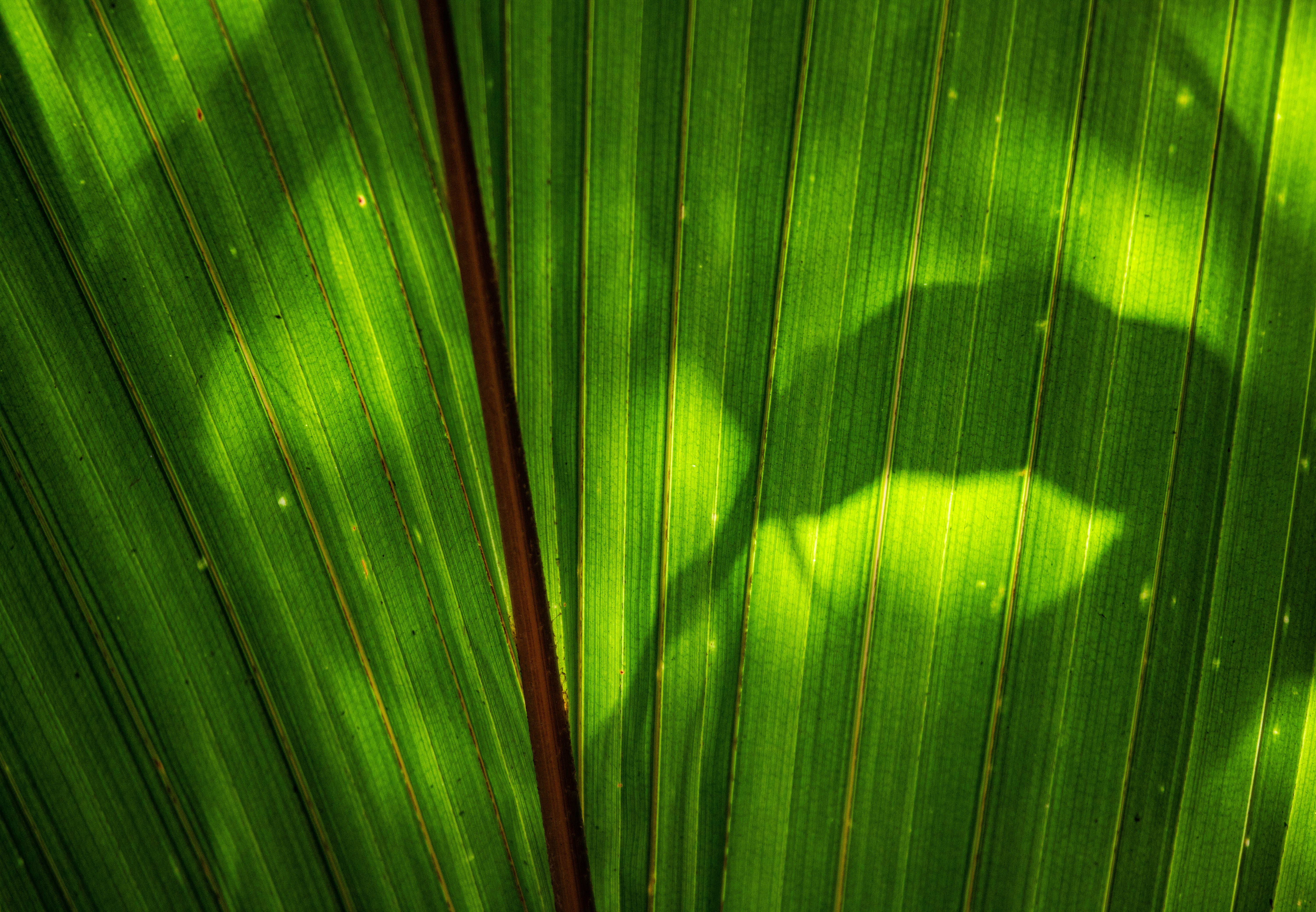 The Secrets of Photosynthesis: Nature’s Solar Power (image credits: unsplash)