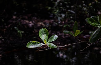 A small tree branch with green leaves on it