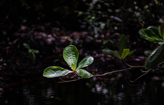 A small tree branch with green leaves on it