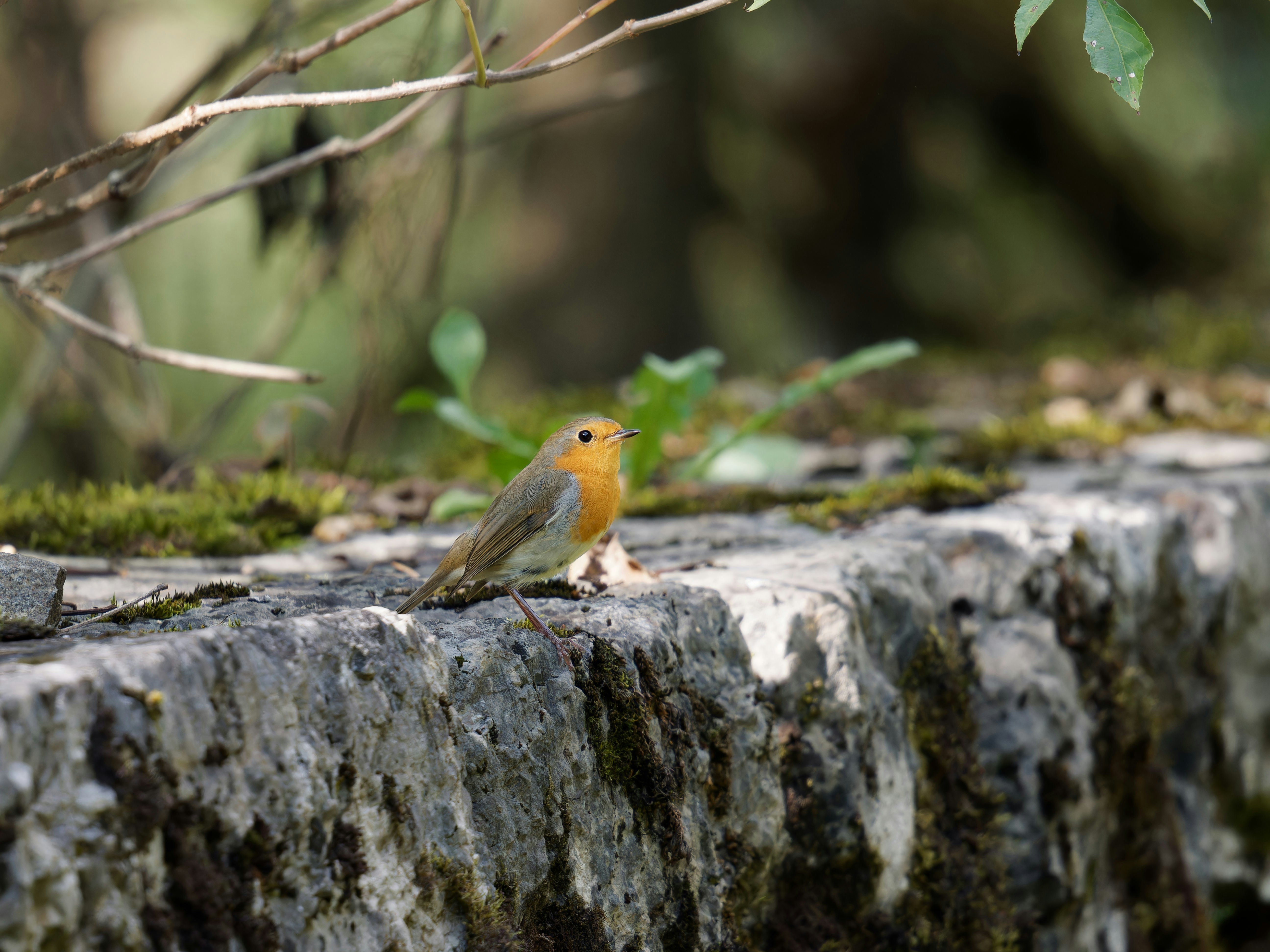 Photo by illes_cristi