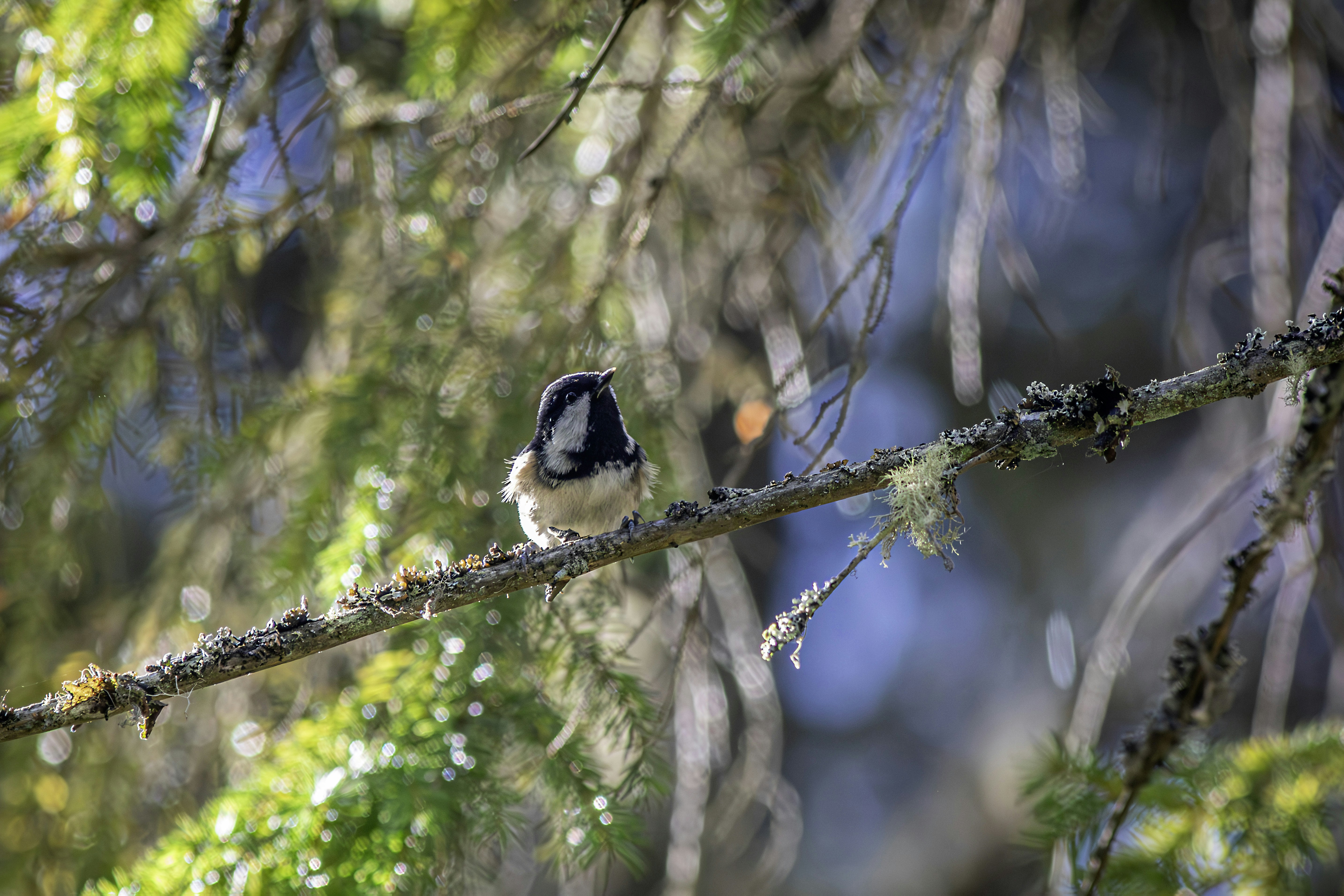 Photo by erik_karits