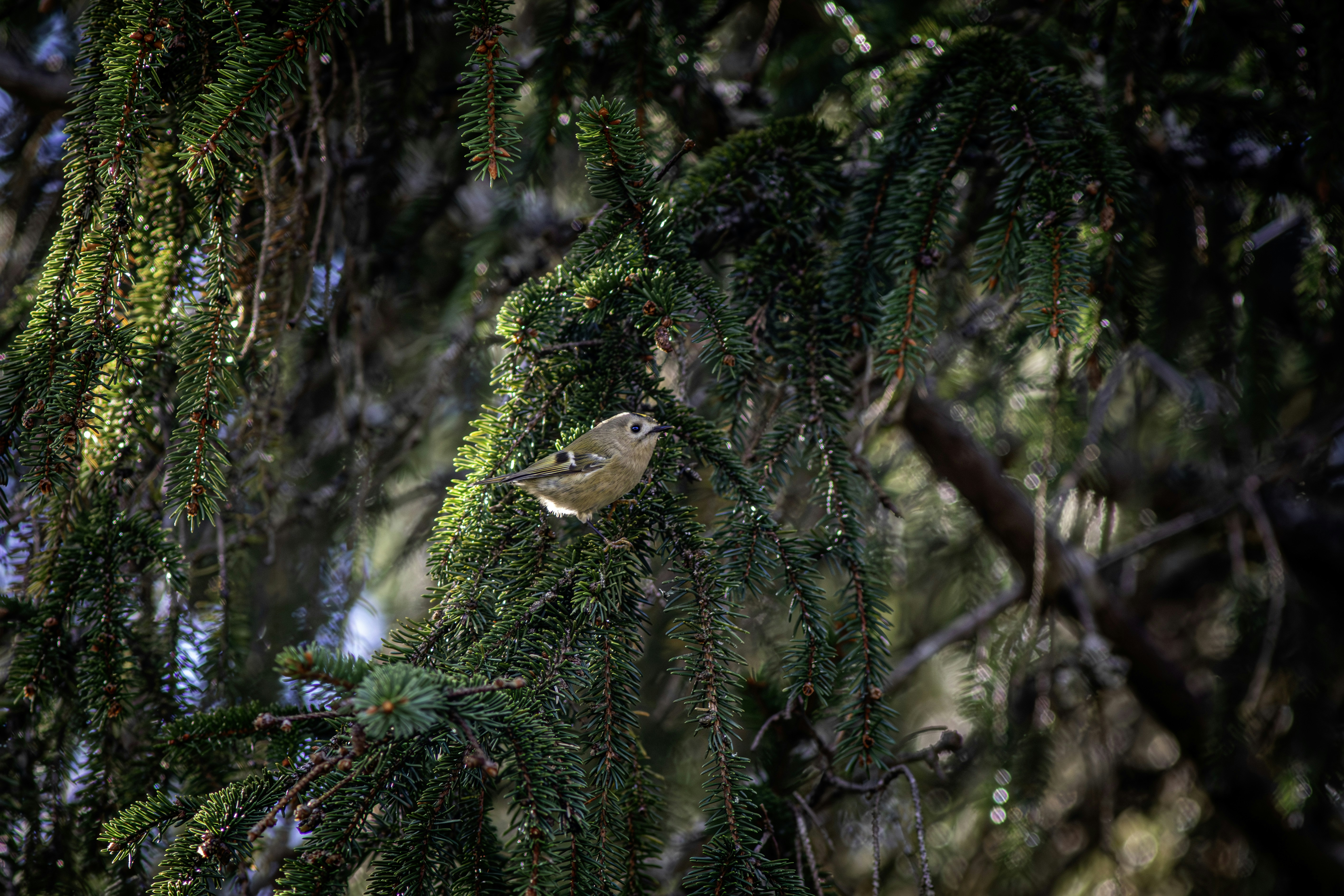 Photo by erik_karits