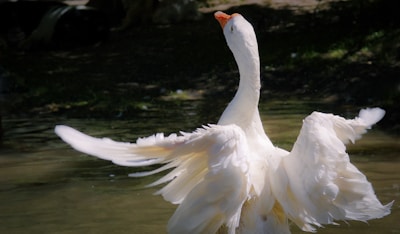 A white swan flaps its wings in the water