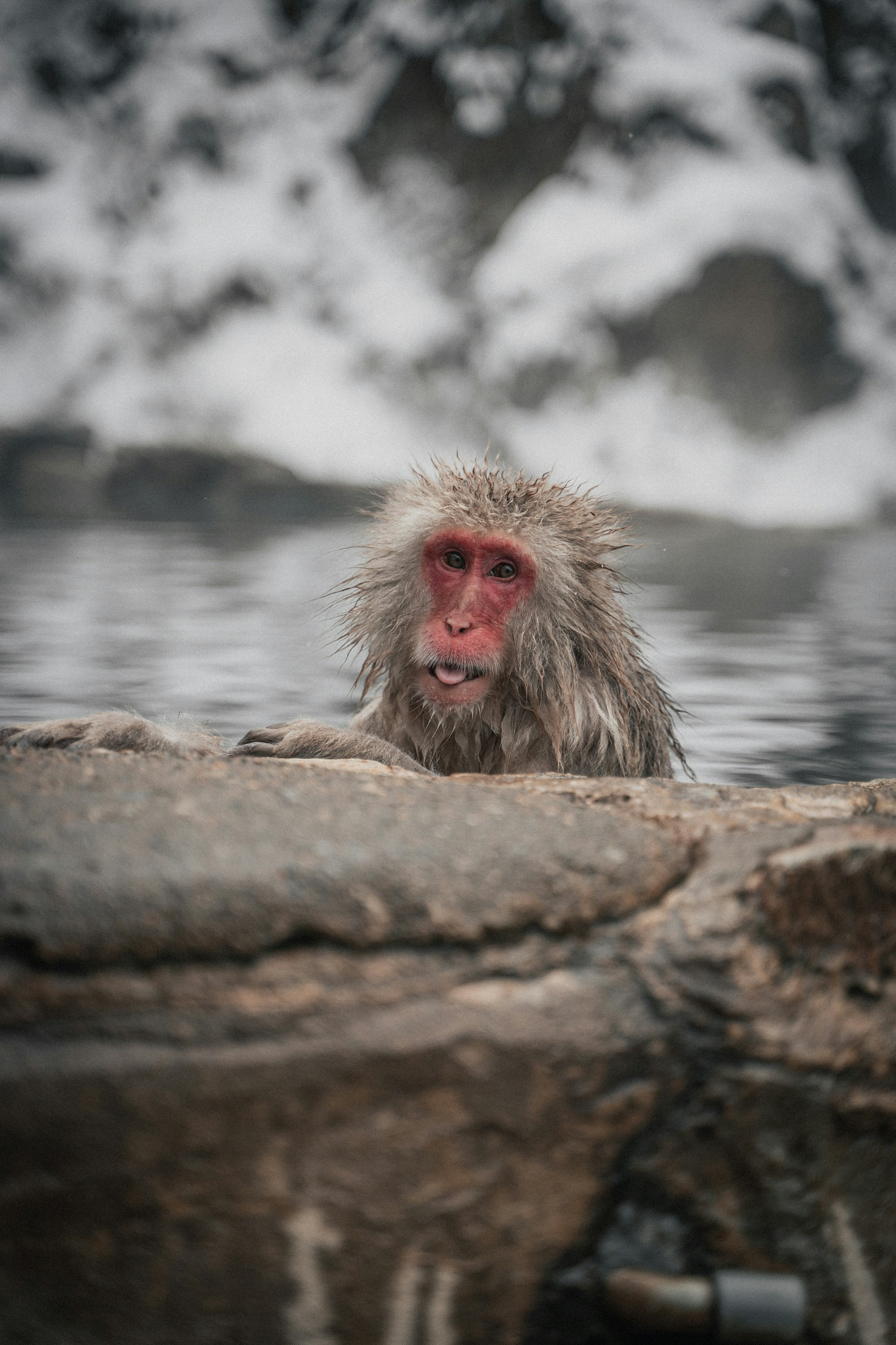 A monkey sitting on a rock in a body of water