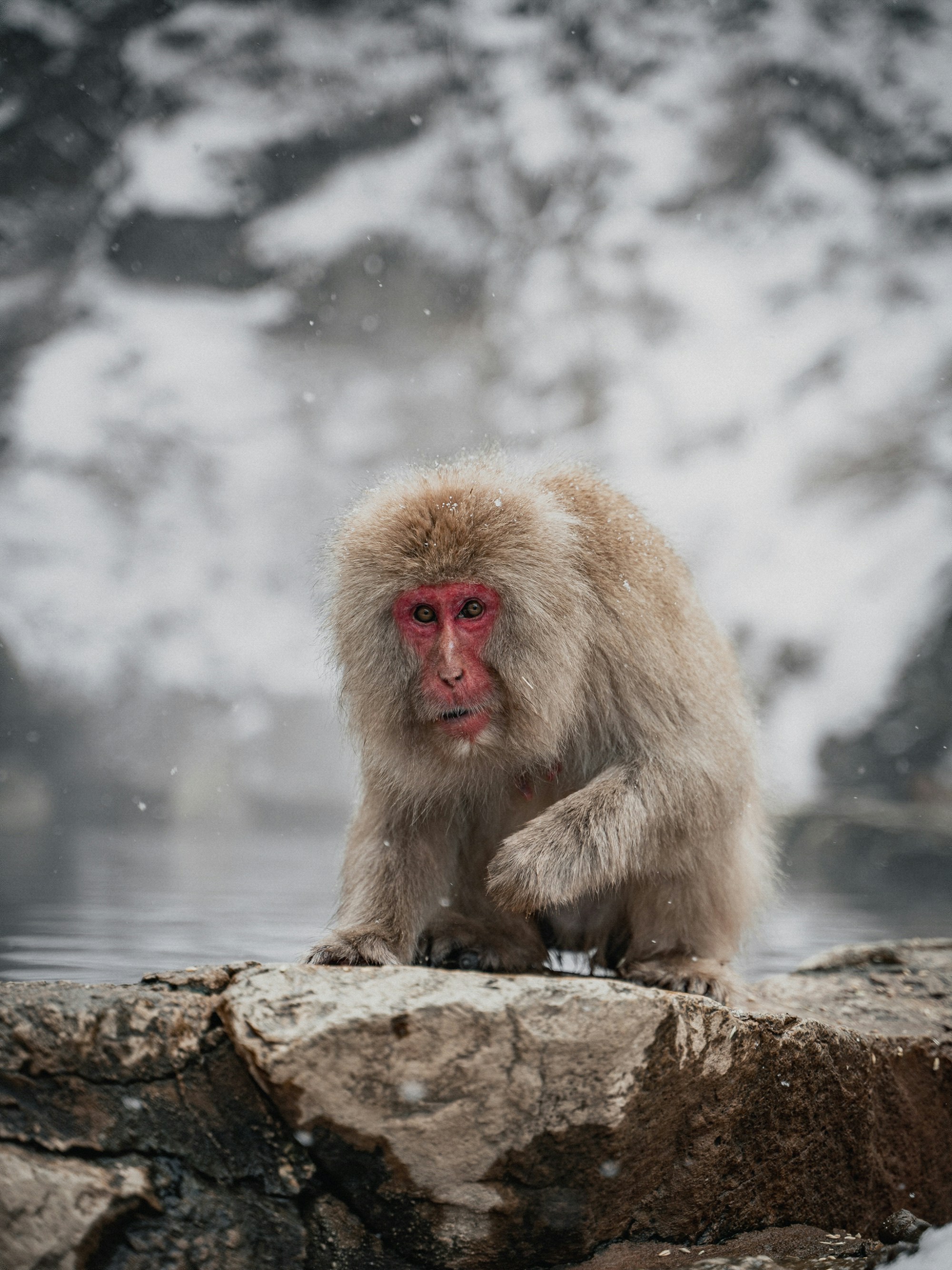 A monkey sitting on a rock in the snow