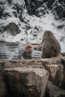 A couple of monkeys that are in the water