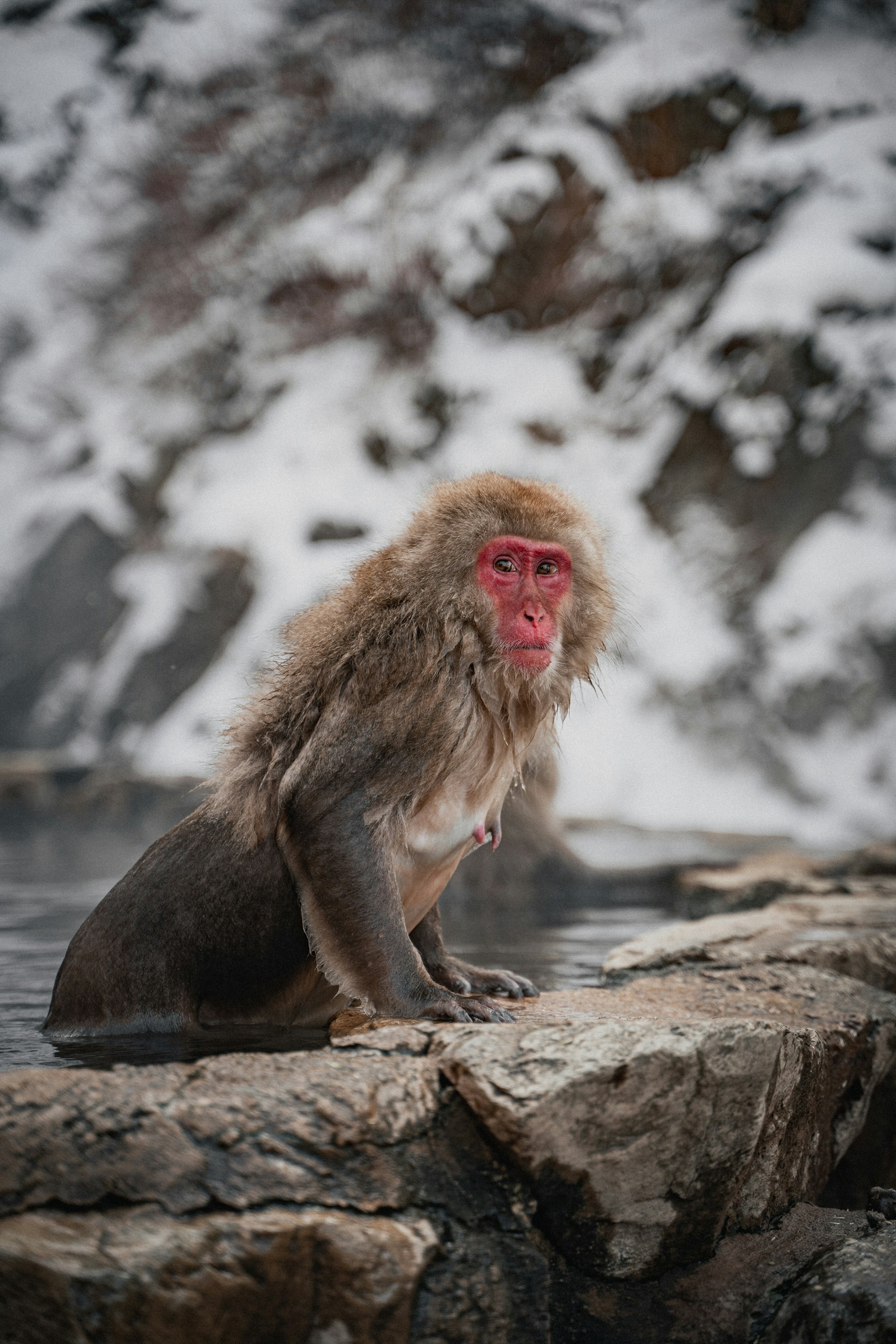 A monkey sitting on a rock in a body of water